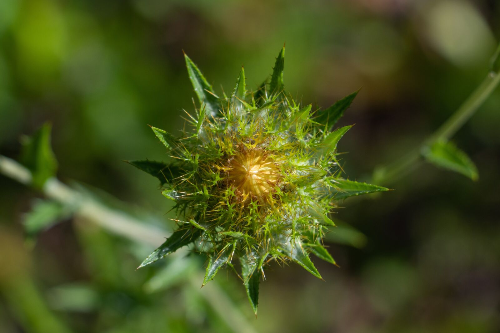 Canon EF-S 18-135mm F3.5-5.6 IS USM sample photo. The carlina, plant, nature photography