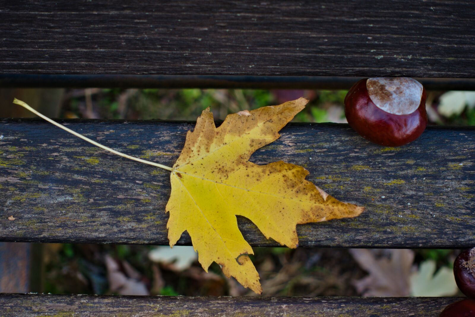 Sony DSC-RX100M5A sample photo. Leaf, yellow, brown photography