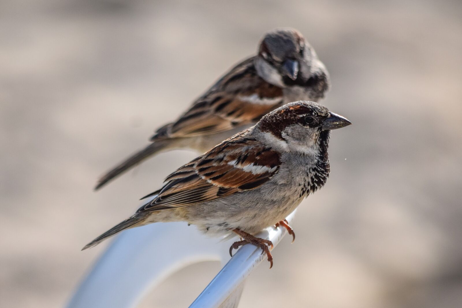 Nikon D3300 sample photo. Sparrow, nature, outdoors photography
