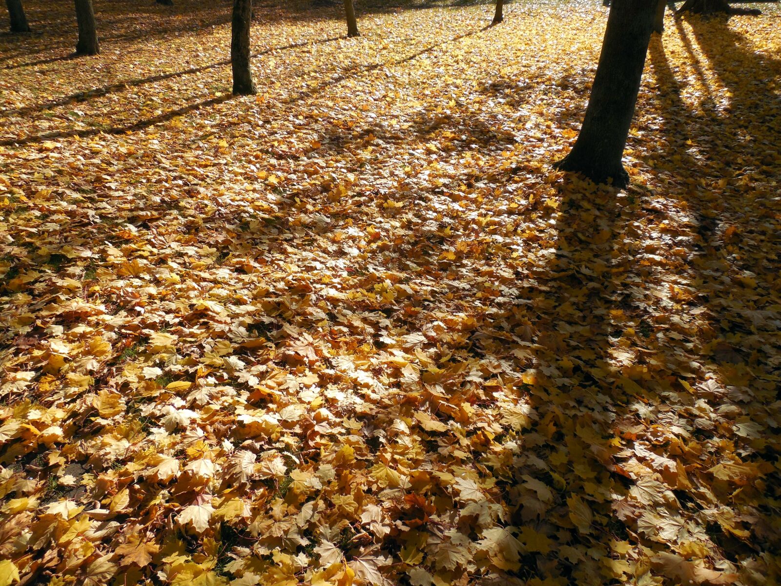 Nikon COOLPIX L620 sample photo. Autumn, leaves, golden photography