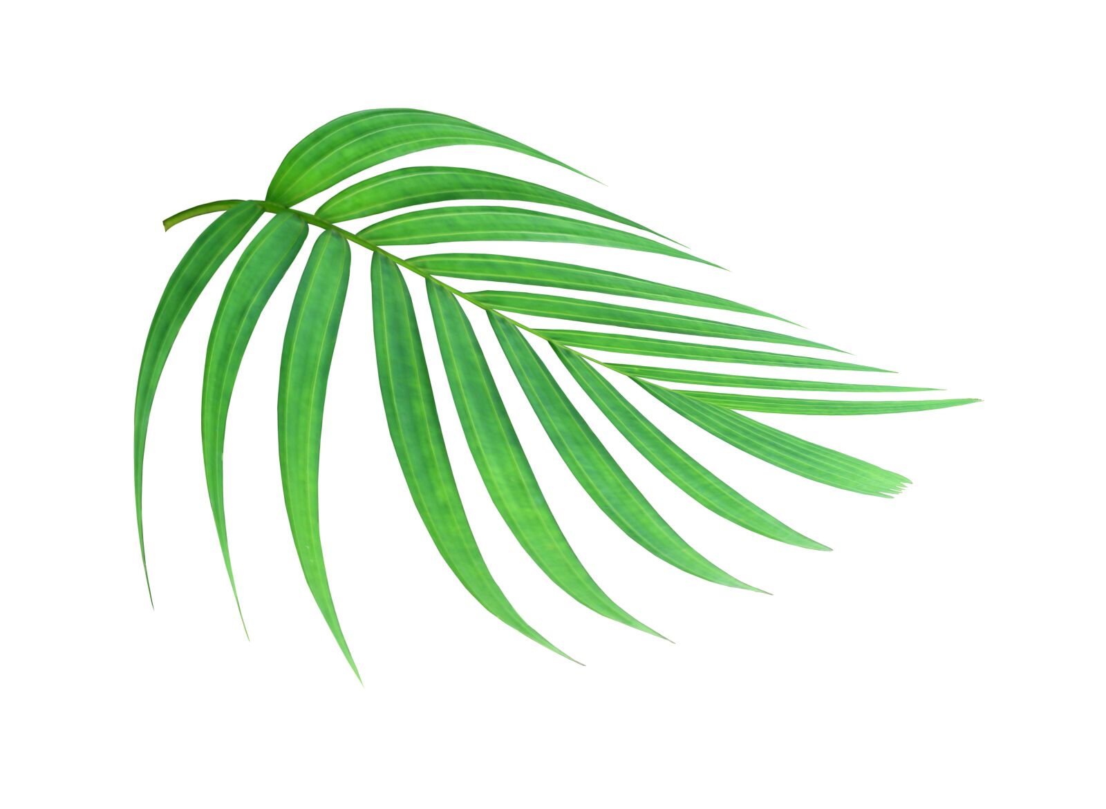 Canon EOS 700D (EOS Rebel T5i / EOS Kiss X7i) sample photo. Palm, leaf, foliage photography
