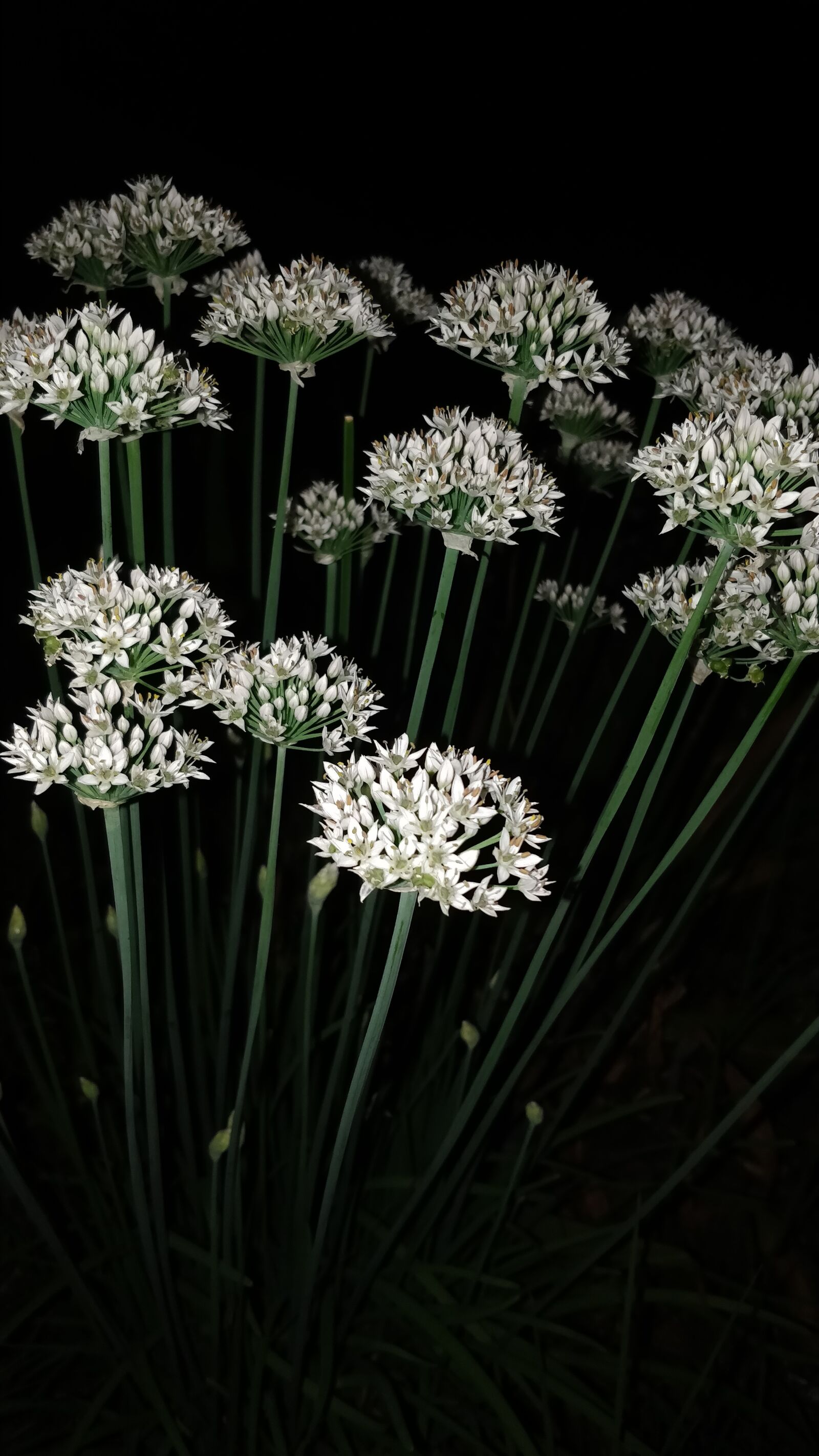 OnePlus 5 sample photo. Flowers, night shot, white photography