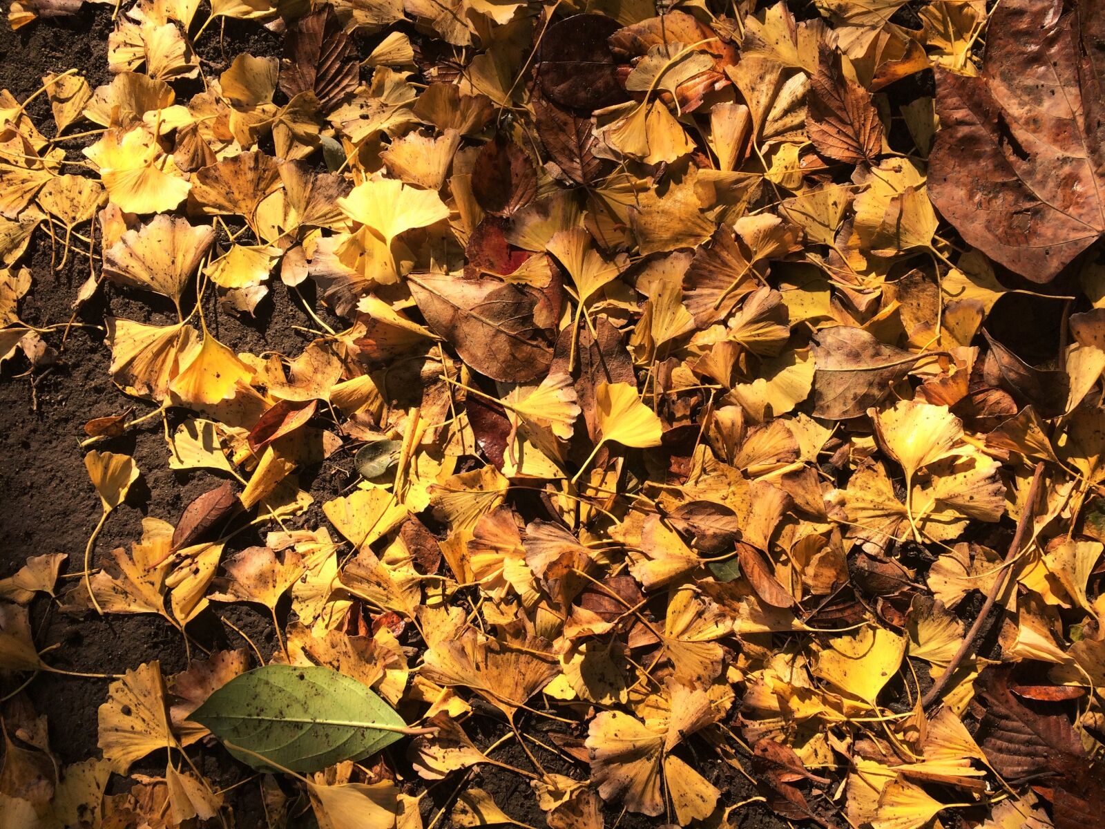 iPhone 5s back camera 4.15mm f/2.2 sample photo. Fallen leaves, yellow leaves photography