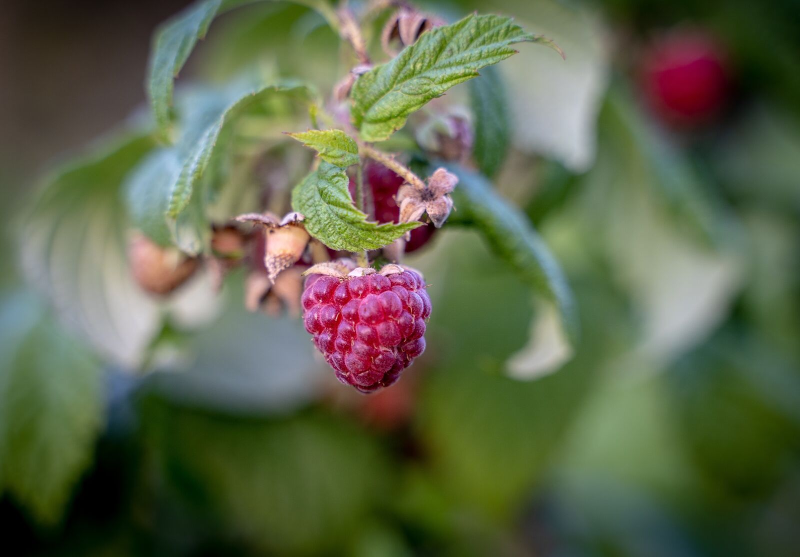 Sony a7 III + Tamron 28-75mm F2.8 Di III RXD sample photo. Raspberries, berries, fruit photography