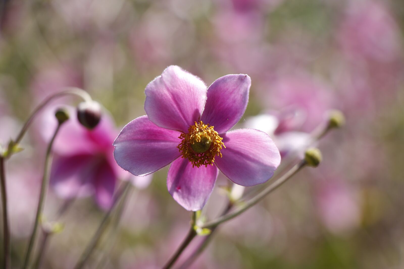 Canon EOS 650D (EOS Rebel T4i / EOS Kiss X6i) sample photo. Pink, sun, bright photography