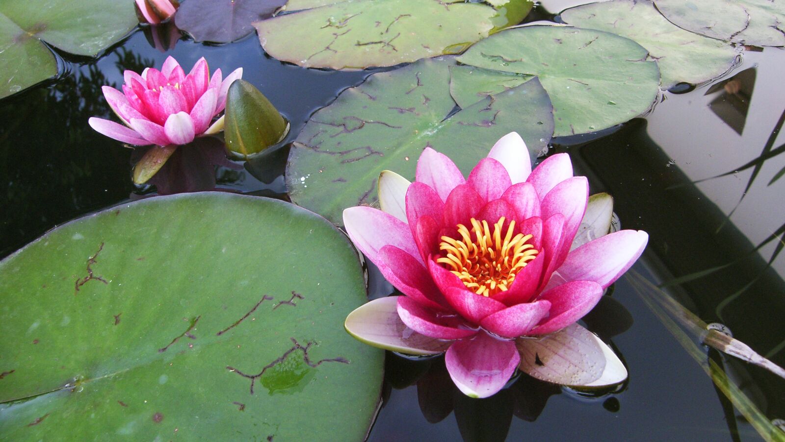 Samsung Pro 815 sample photo. Flower, plant, blossom photography