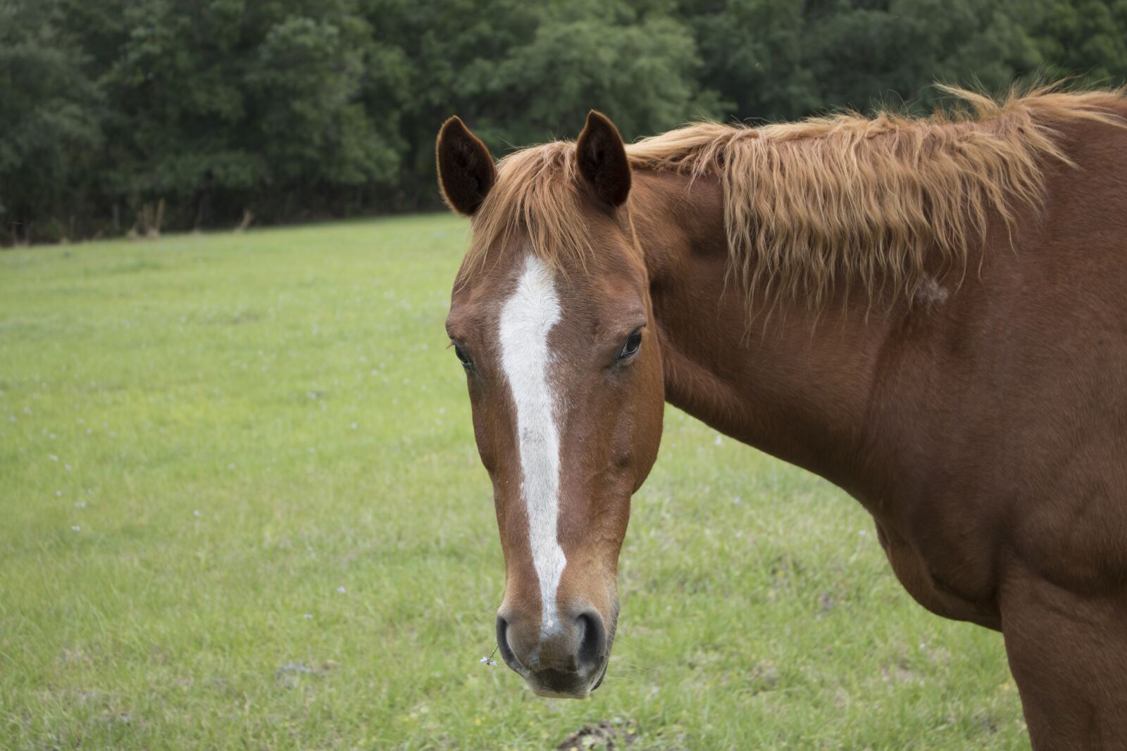 Canon EOS 750D (EOS Rebel T6i / EOS Kiss X8i) sample photo. Hayfield, grass, mammal photography