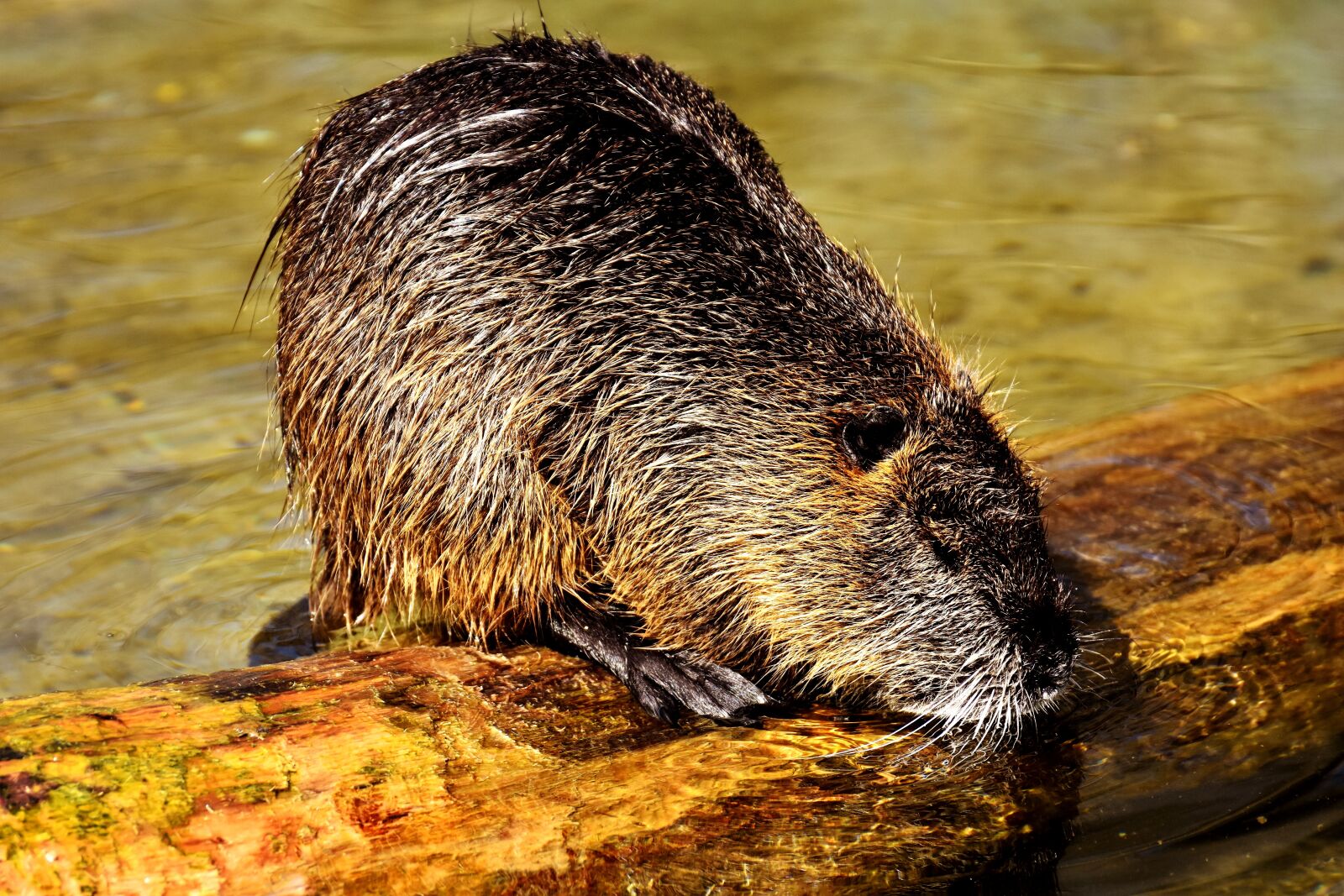 Nikon D7200 sample photo. Nutria, water rat, water photography