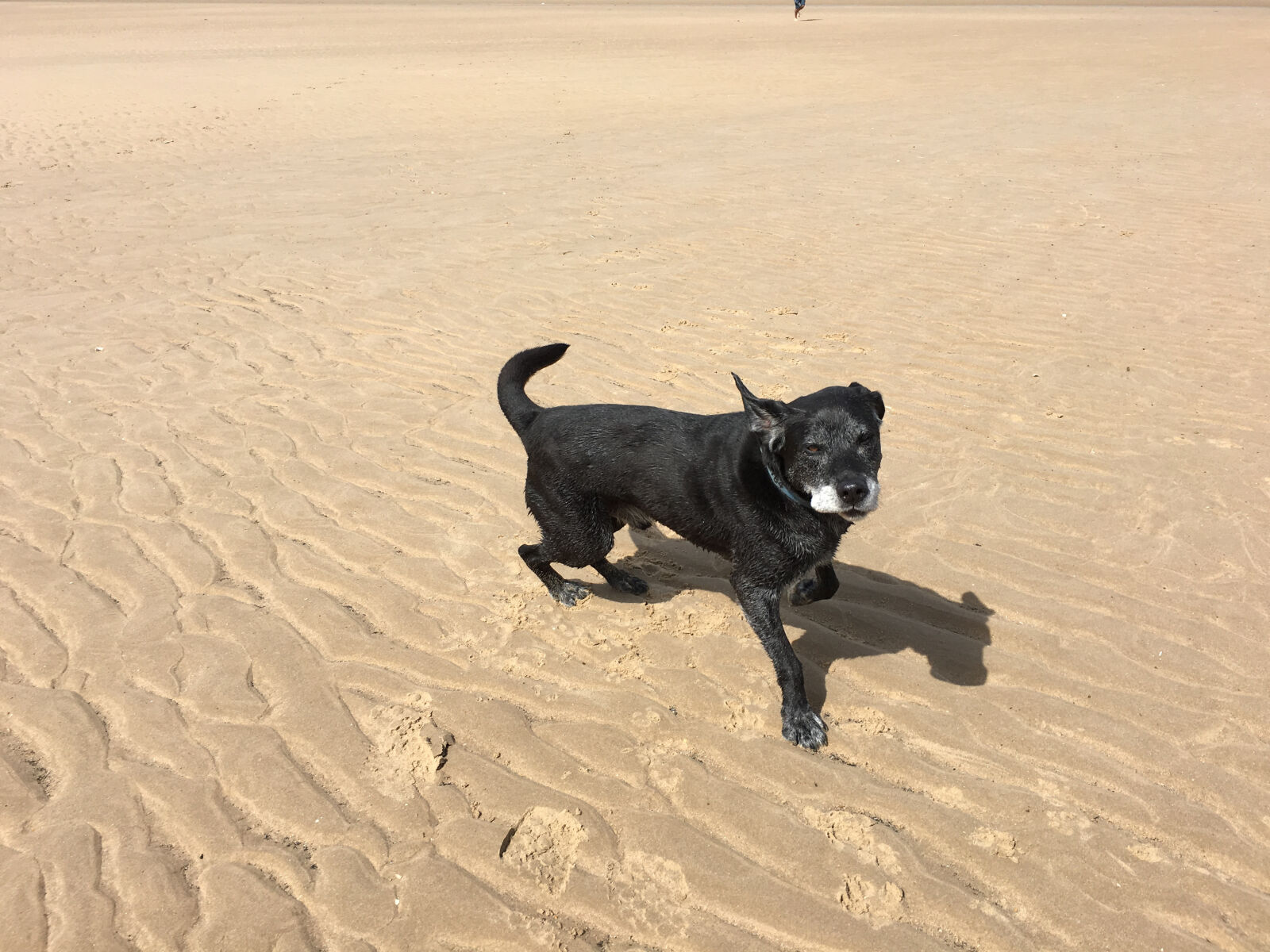 Apple iPhone 6s sample photo. Beach, black, black, labrador photography