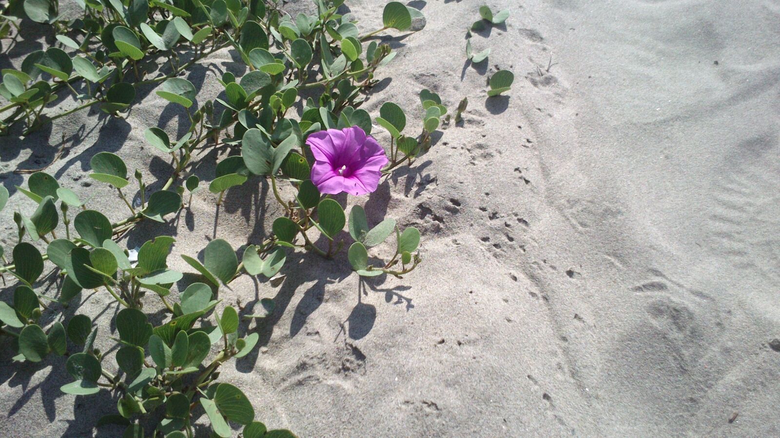 Sony Xperia U sample photo. Purple, leaves, sand photography