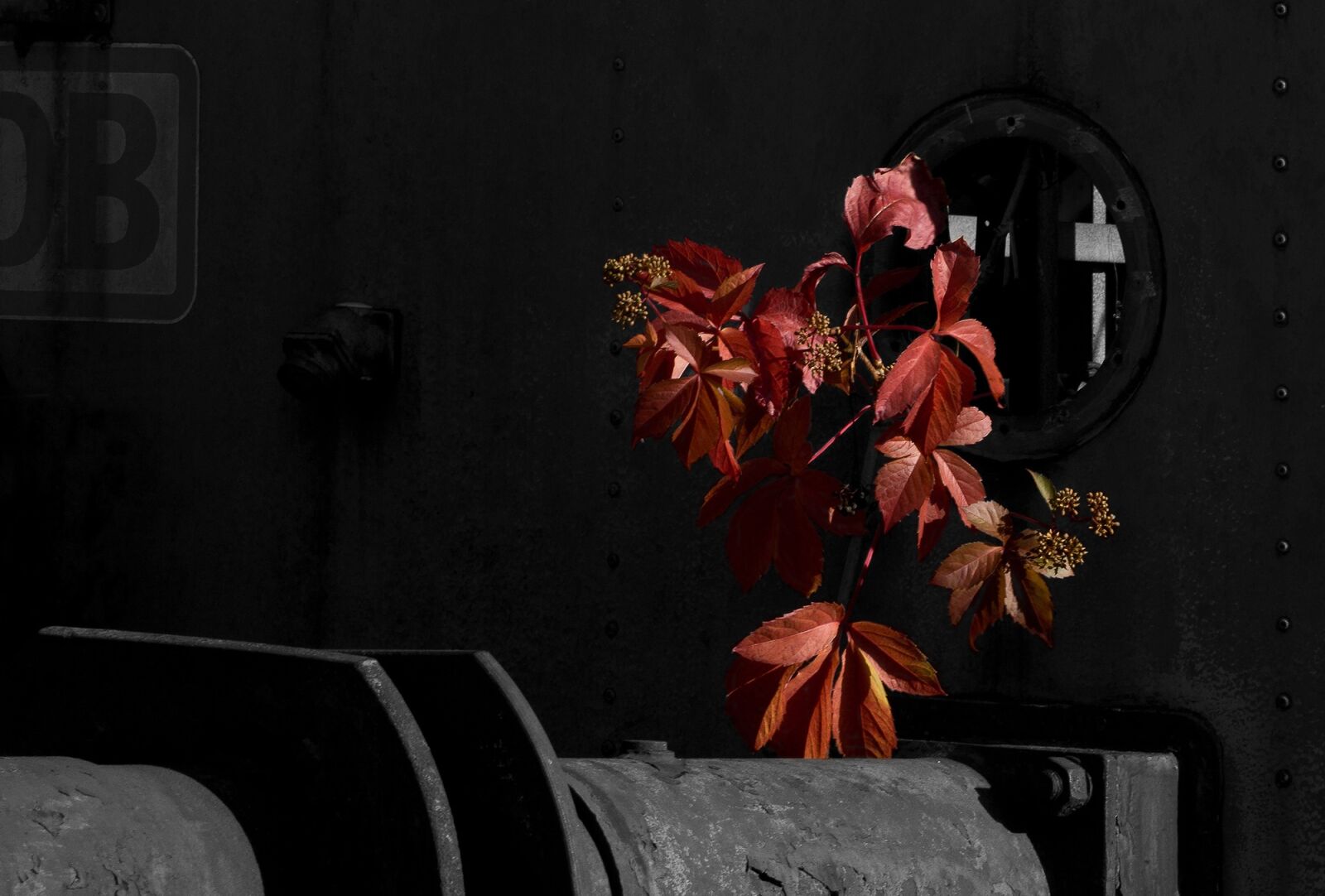 Sony SLT-A77 sample photo. Wine partner, leaves, fall photography