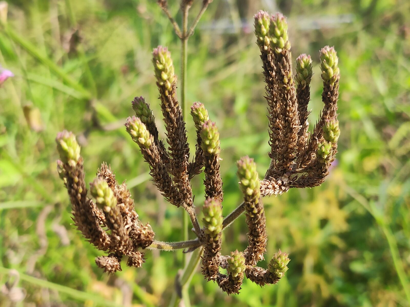 Xiaomi MI CC 9 sample photo. Plant, garden, nature photography
