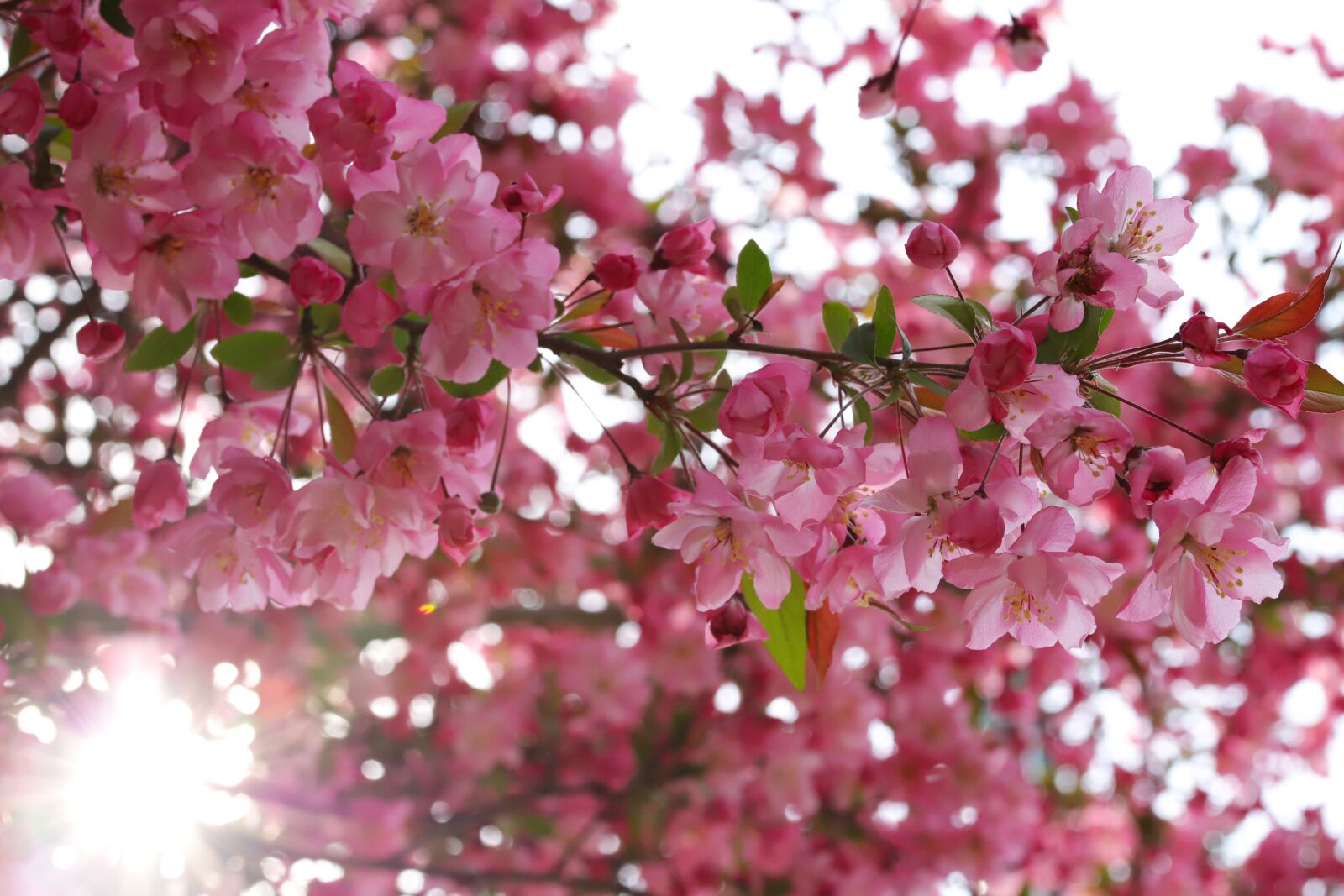 Canon EOS 6D Mark II sample photo. Flower apples, spring, wood photography