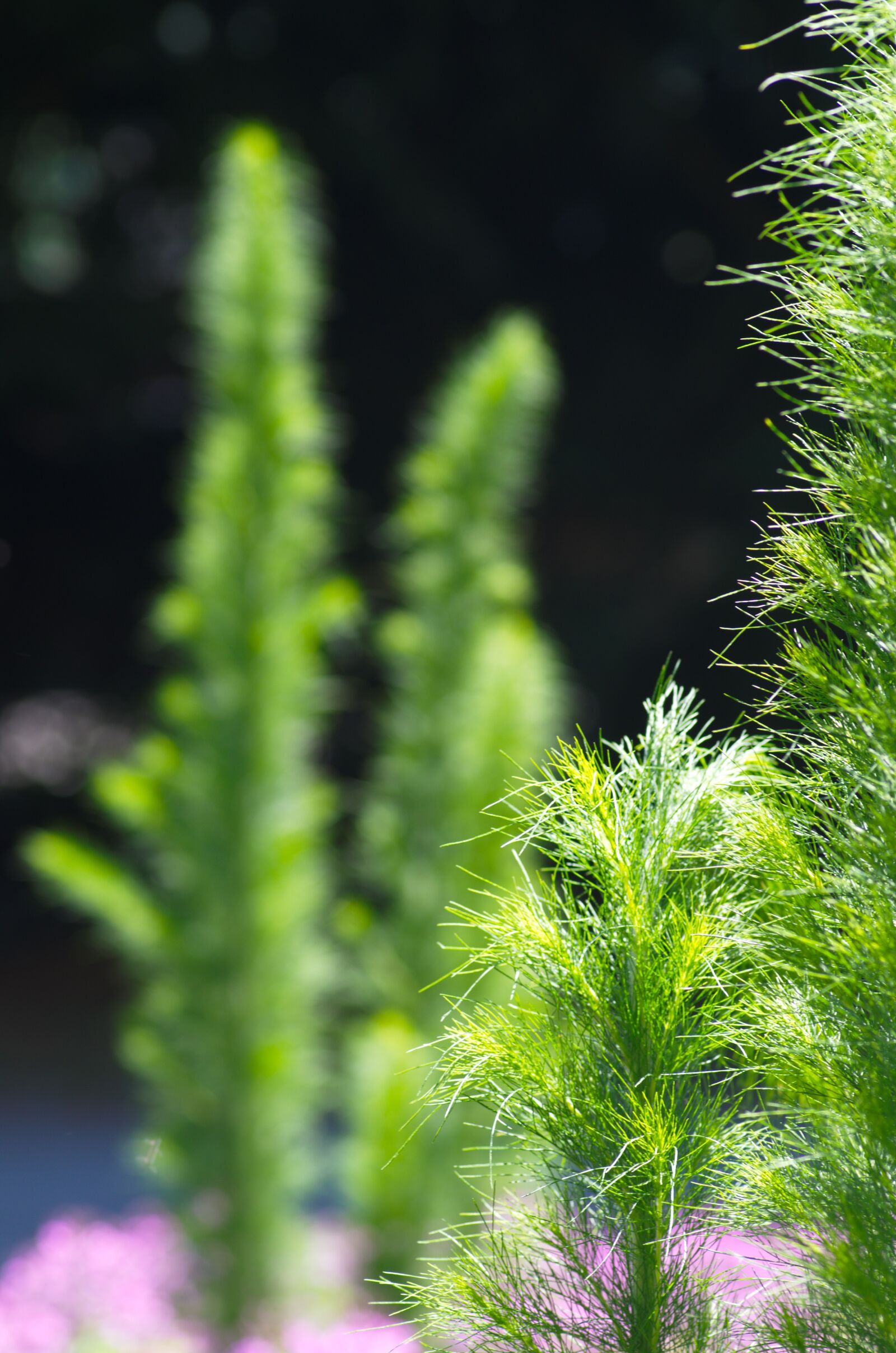 Pentax K-50 sample photo. Plant, green, flora photography
