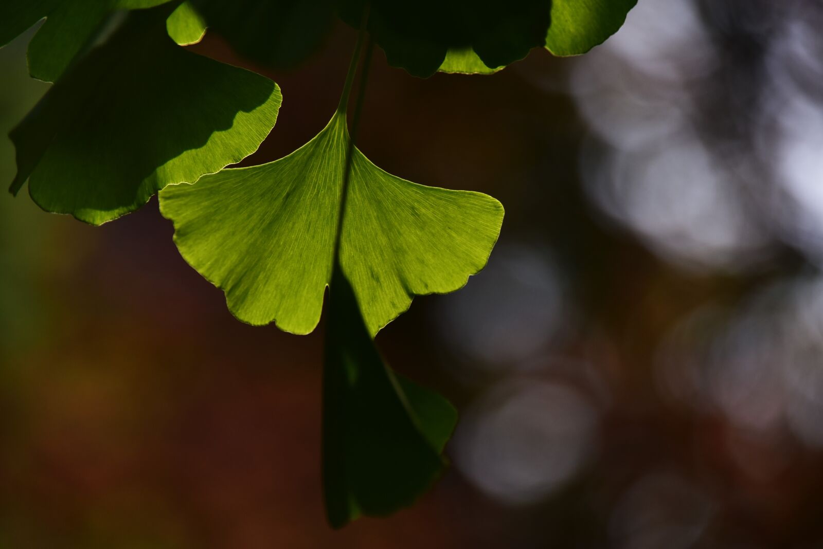 Nikon D810 sample photo. The leaves, spring, leaf photography