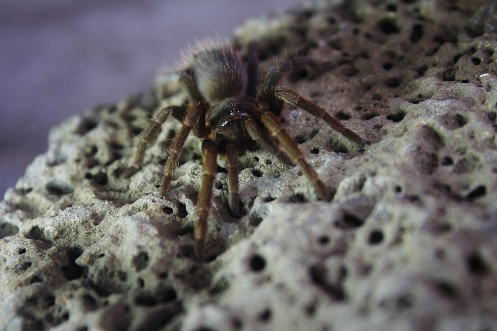 Canon EOS 60D sample photo. Spider, tarantula, hairy photography