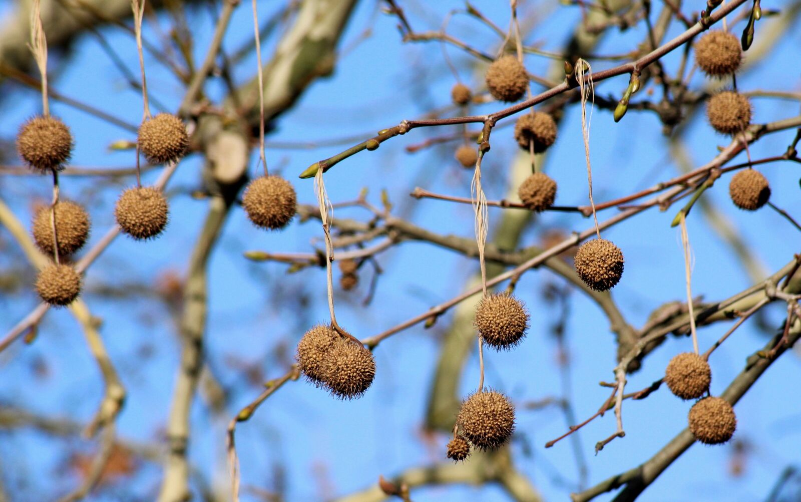 Canon EOS 1200D (EOS Rebel T5 / EOS Kiss X70 / EOS Hi) sample photo. Platanus, fruit platana, tree photography