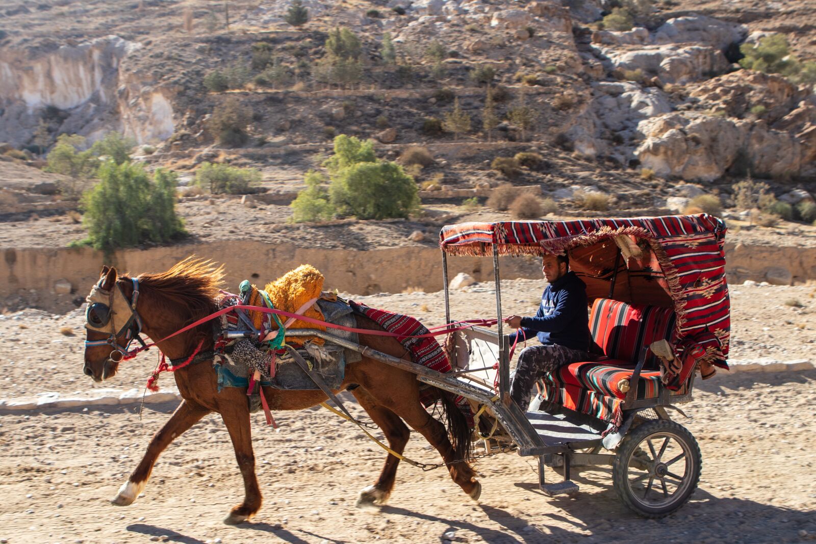 Canon EOS 200D (EOS Rebel SL2 / EOS Kiss X9) sample photo. Horse, petra, jordan photography