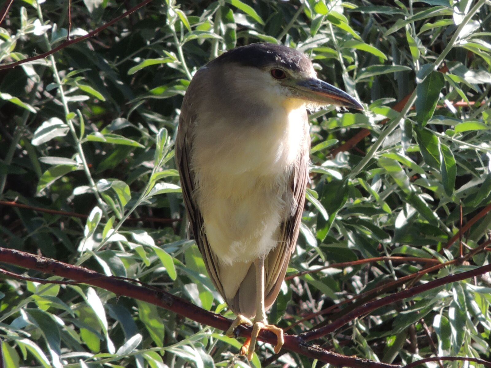 Nikon Coolpix P510 sample photo. Black-crowned, night, heron photography