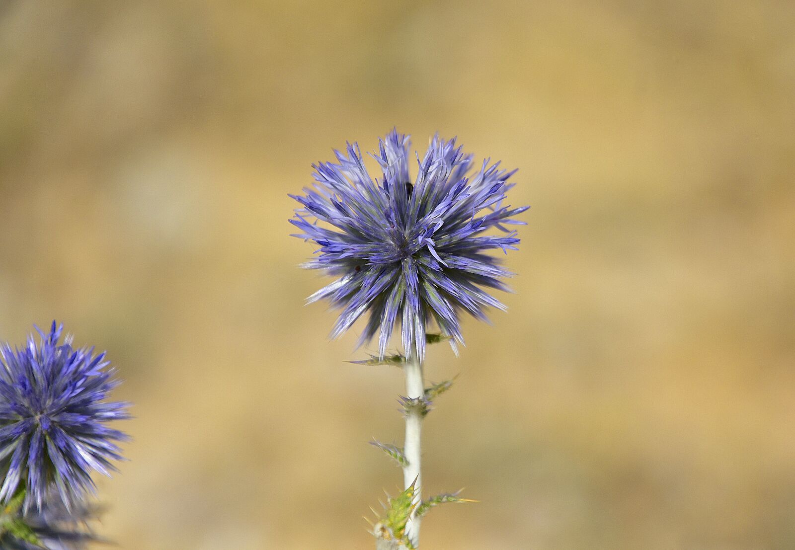 Nikon D7200 sample photo. Flower, nature, plant photography