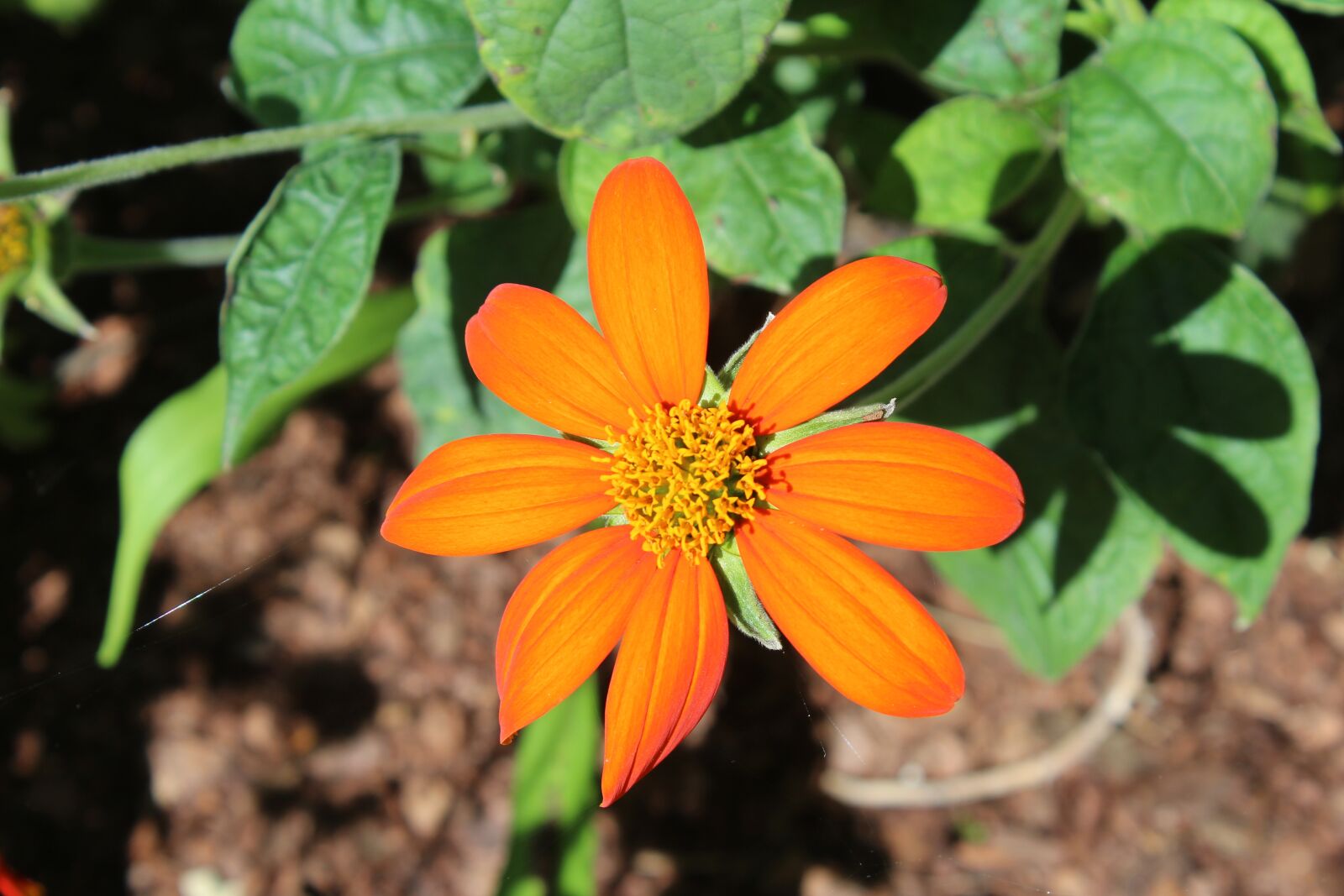 Canon EOS 1200D (EOS Rebel T5 / EOS Kiss X70 / EOS Hi) sample photo. Nature, flower, flora photography