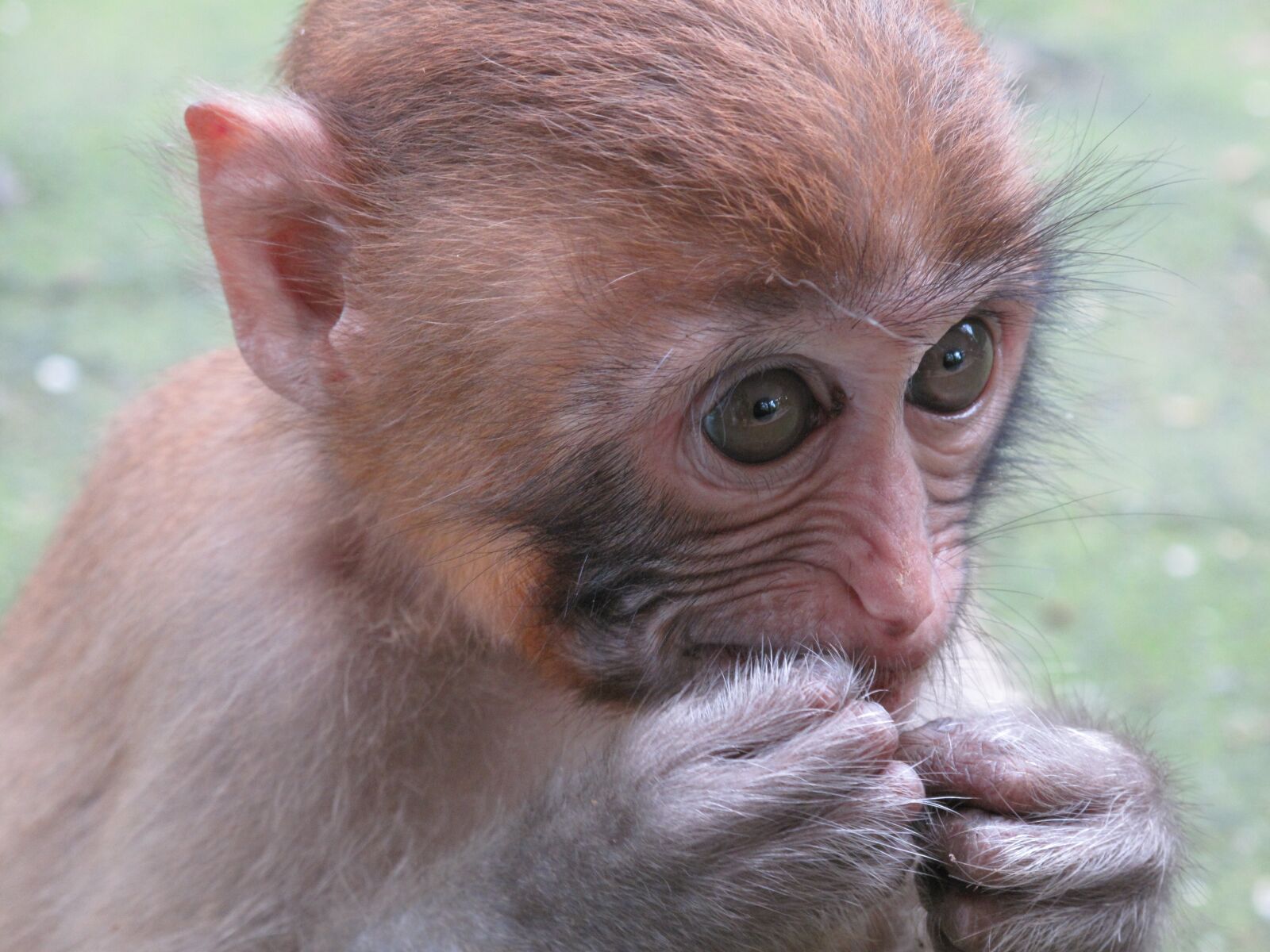 Canon PowerShot G10 sample photo. Monkey, macaque, animal photography