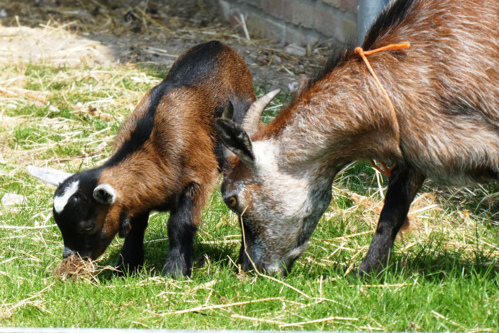 Panasonic Lumix DC-ZS70 (Lumix DC-TZ90) sample photo. Young goat, playful, kid photography