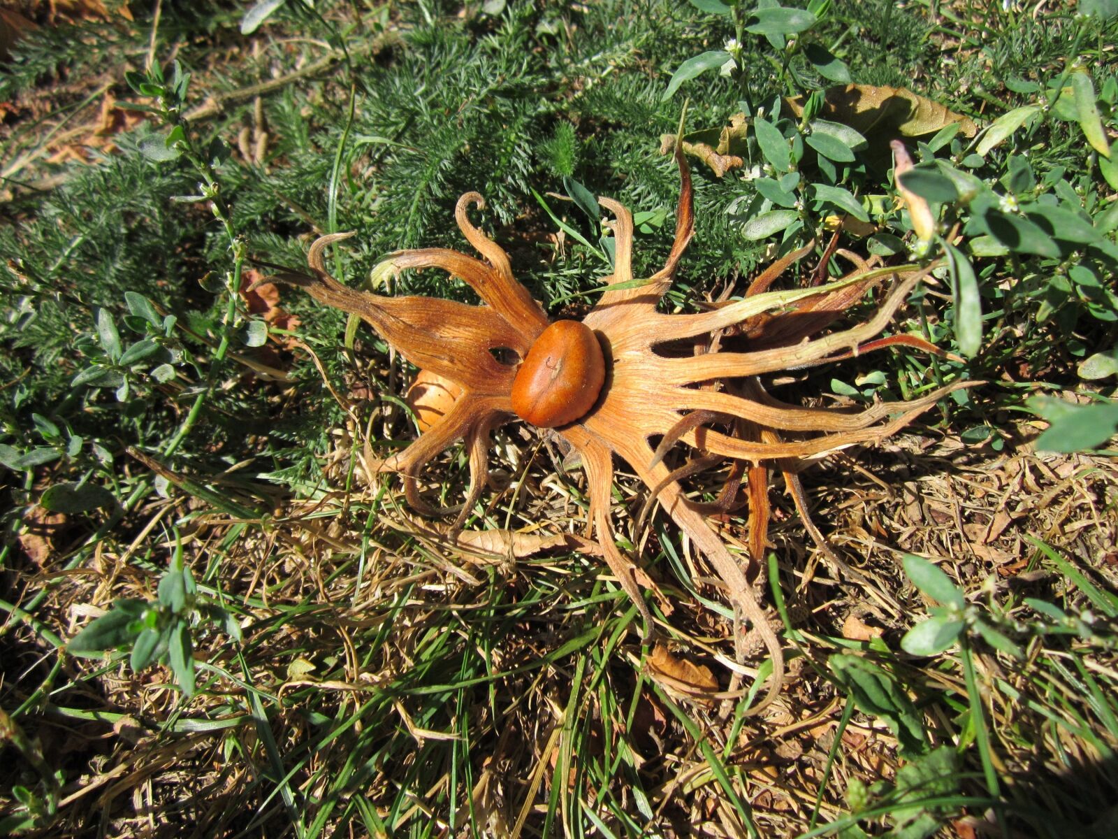 Canon PowerShot A1200 sample photo. Corylus colurna, turkish hazel photography