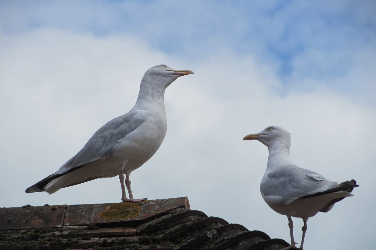 Canon PowerShot SX510 HS sample photo. Seagulls, gulls, birds photography