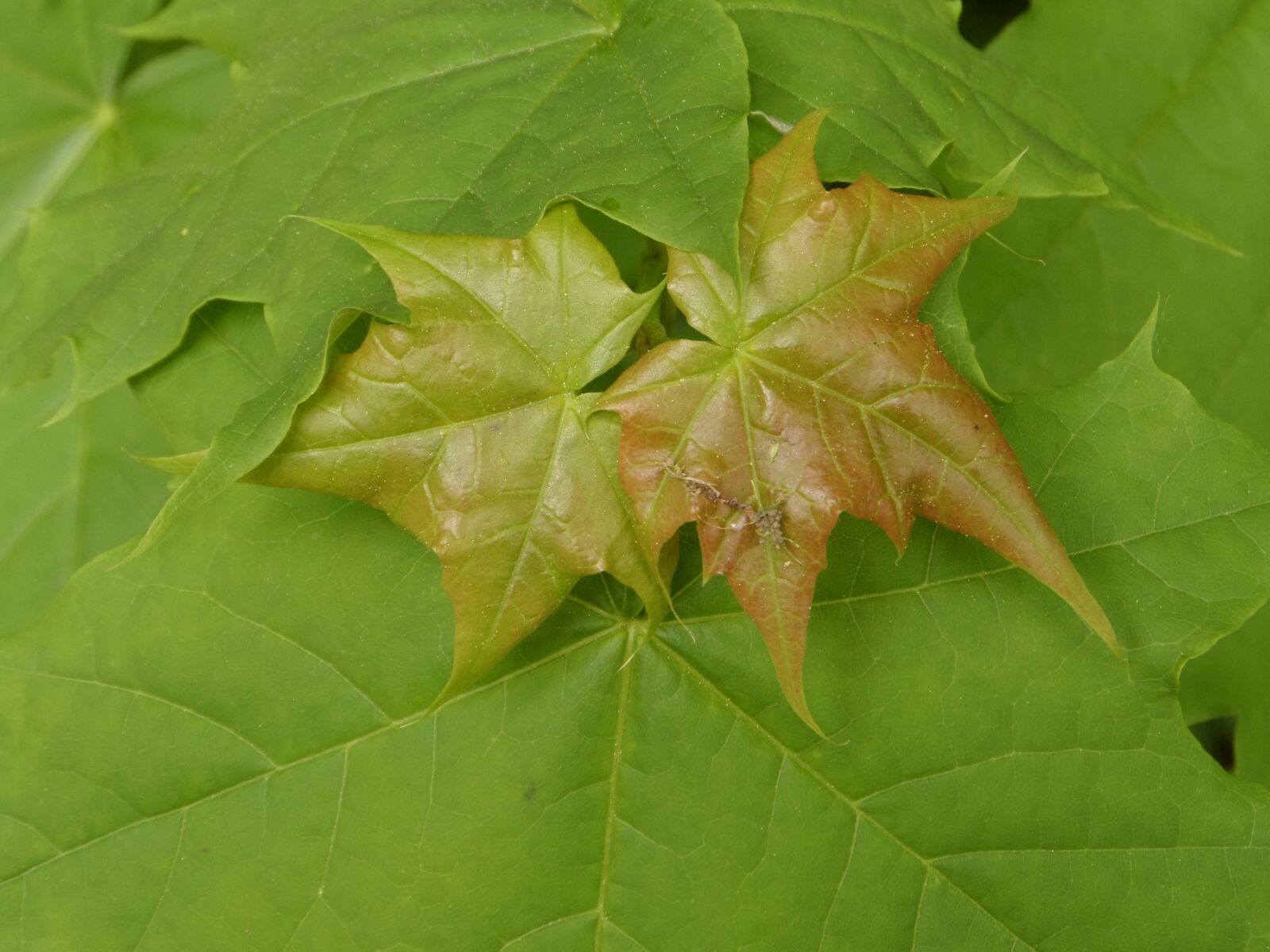Samsung WB200F/WB201F/WB202F sample photo. Leaf, plant, nature photography