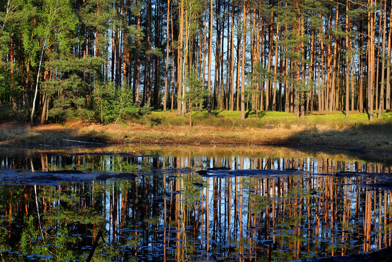Canon EOS 1200D (EOS Rebel T5 / EOS Kiss X70 / EOS Hi) sample photo. Forest, ruczaj, pond photography