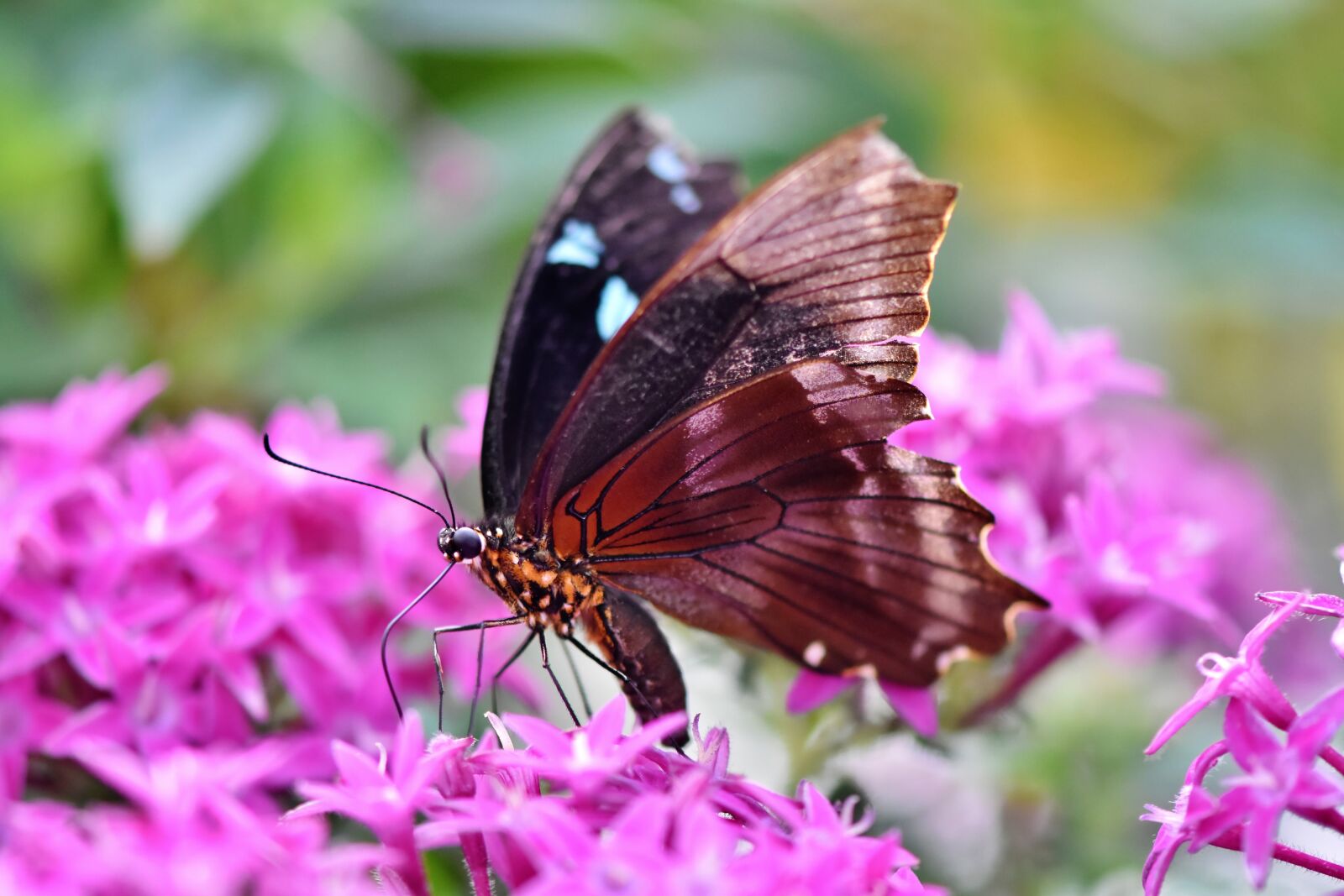 Nikon D7200 sample photo. Butterfly, tropical butterfly, exotic photography