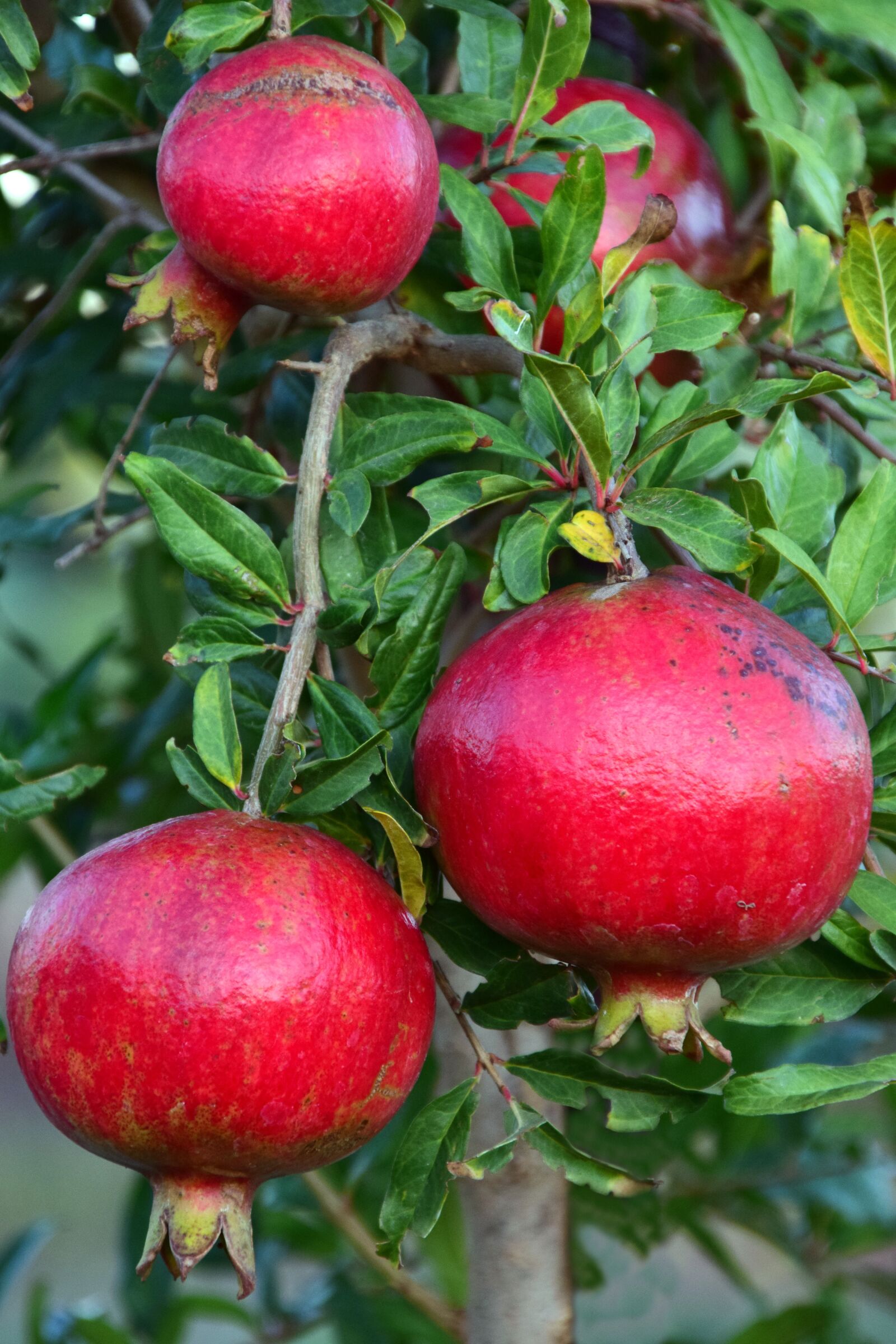 Nikon D3300 sample photo. Pomegranate, pomegranate tree, fruits photography