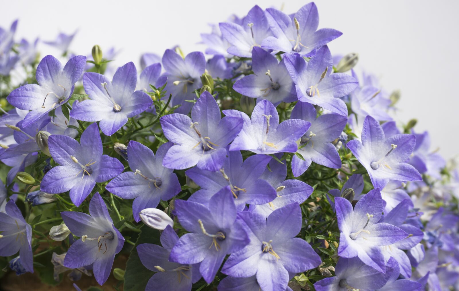 Sony a6000 sample photo. Nature, flower, blue photography