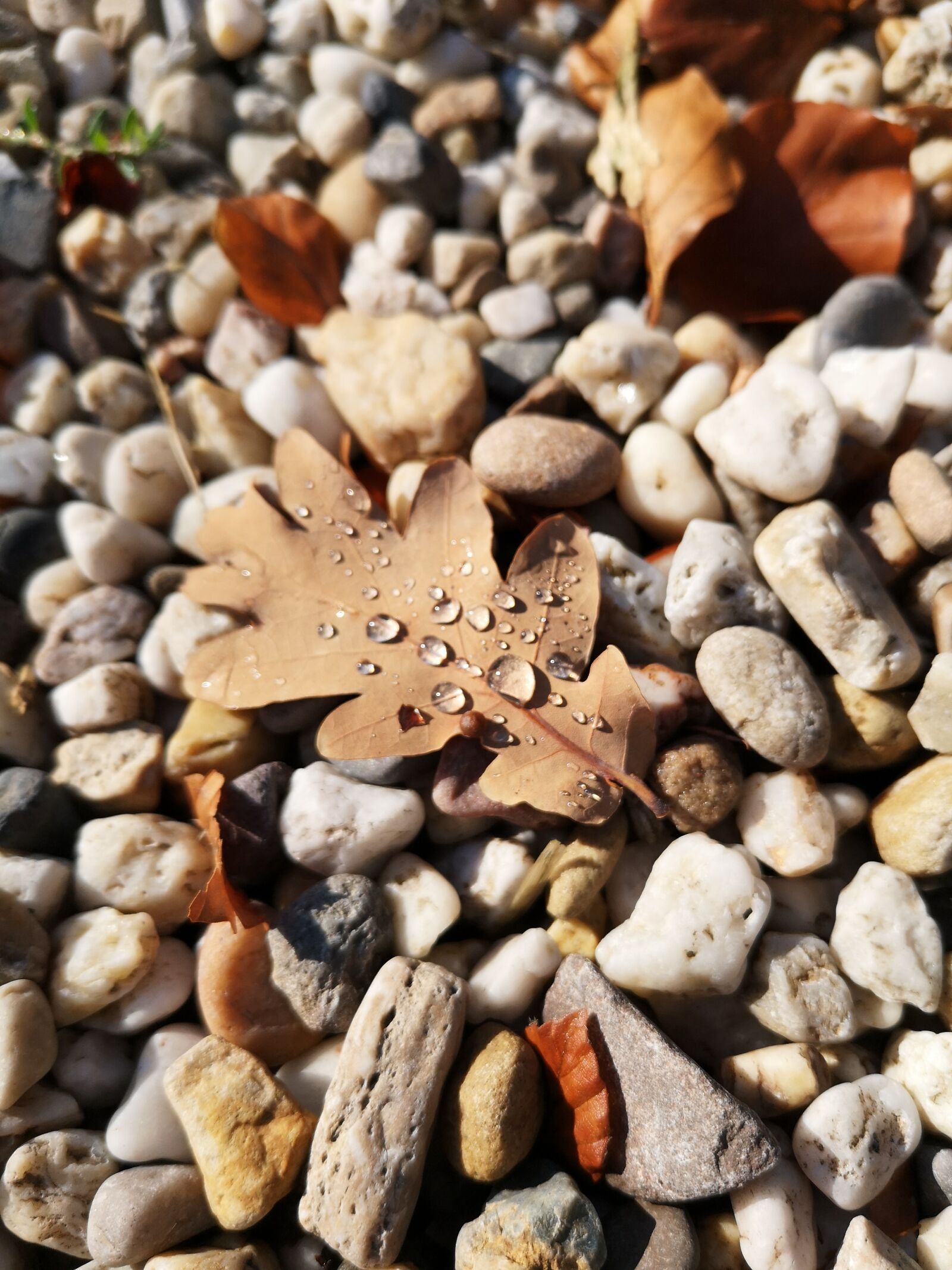 HUAWEI P20 sample photo. Stones, walking path, dew photography