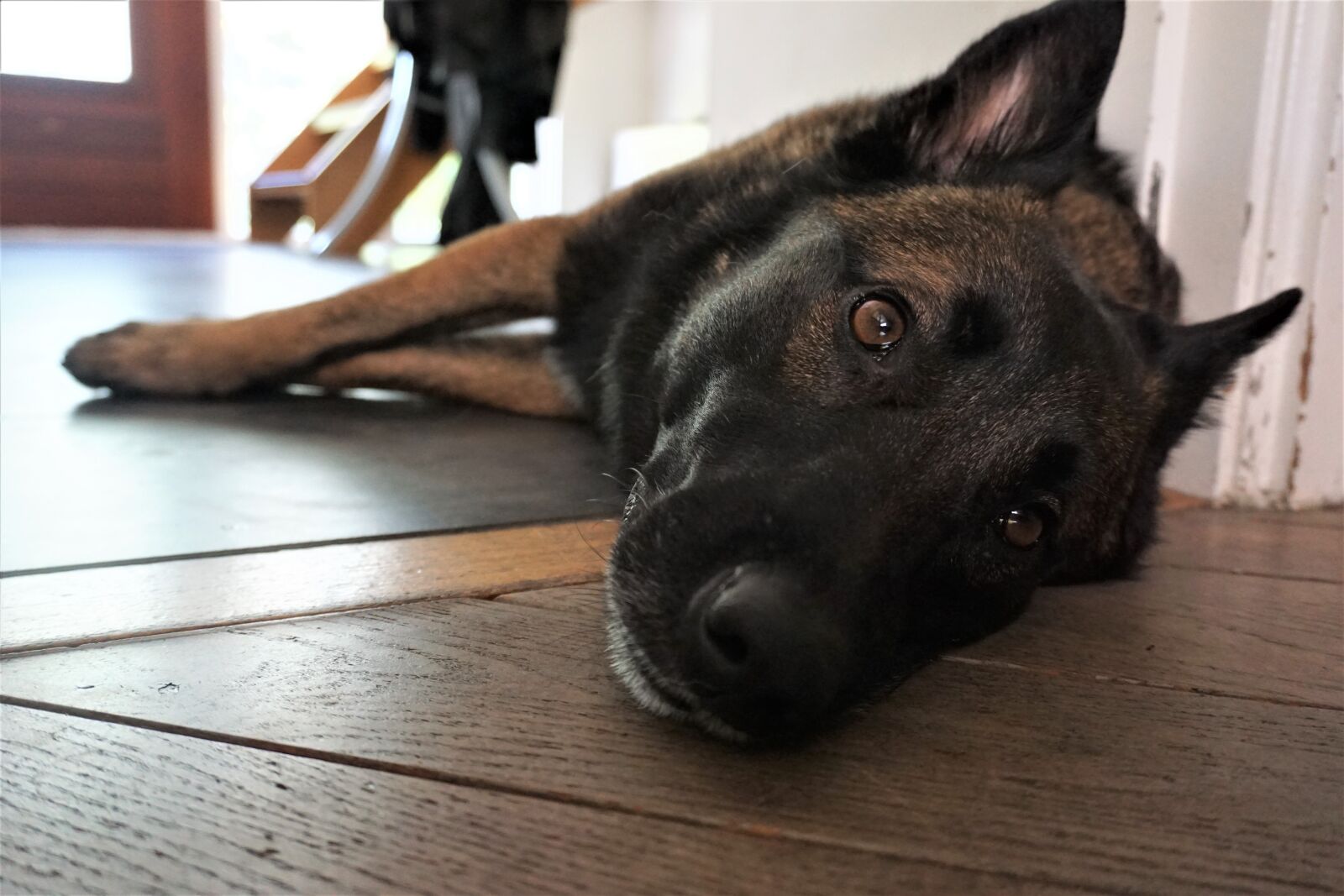 Sony a6000 sample photo. Dog, tired, rest photography