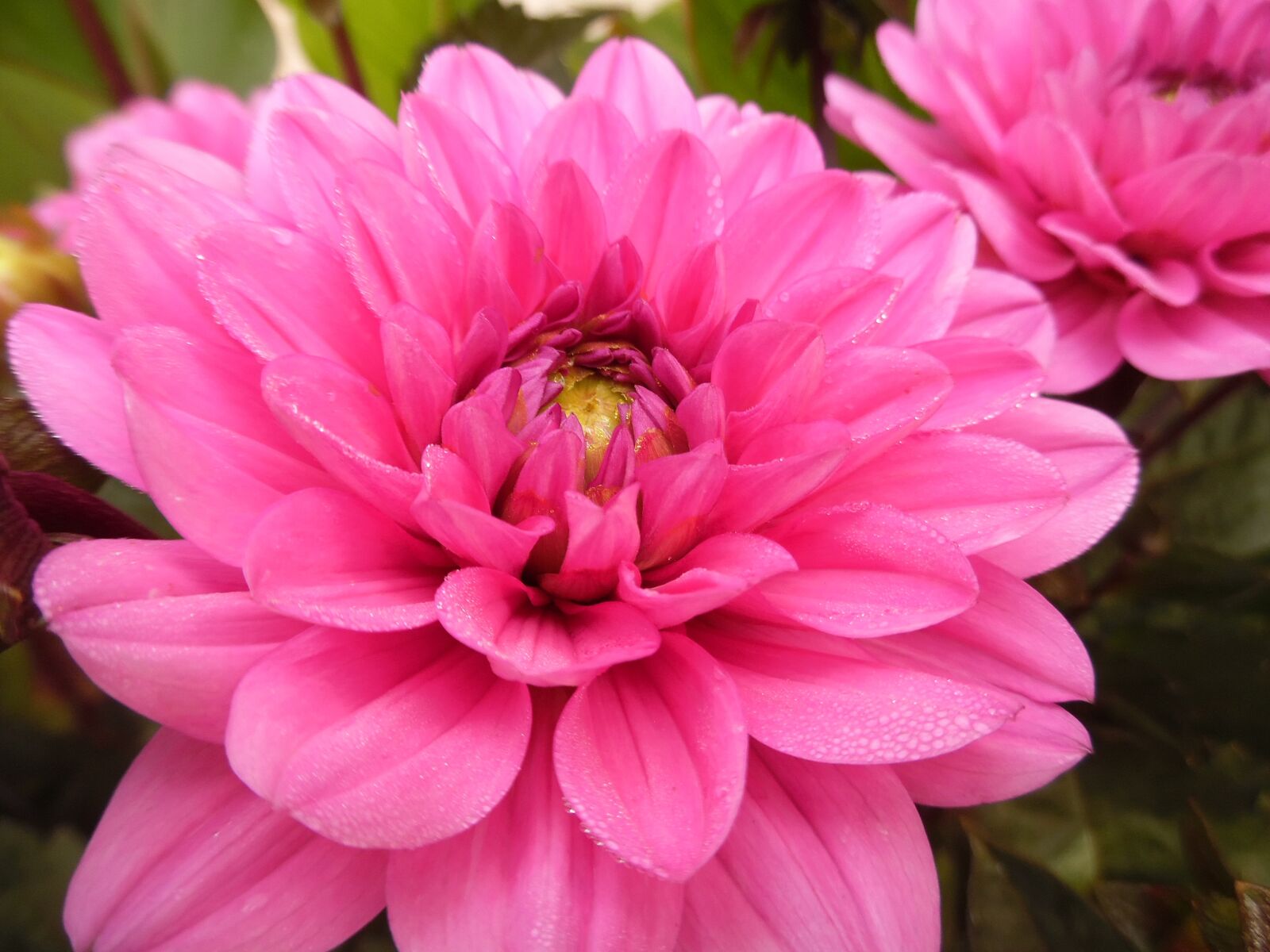Samsung WB35F/WB36F/WB37F sample photo. Petals, summer, close up photography