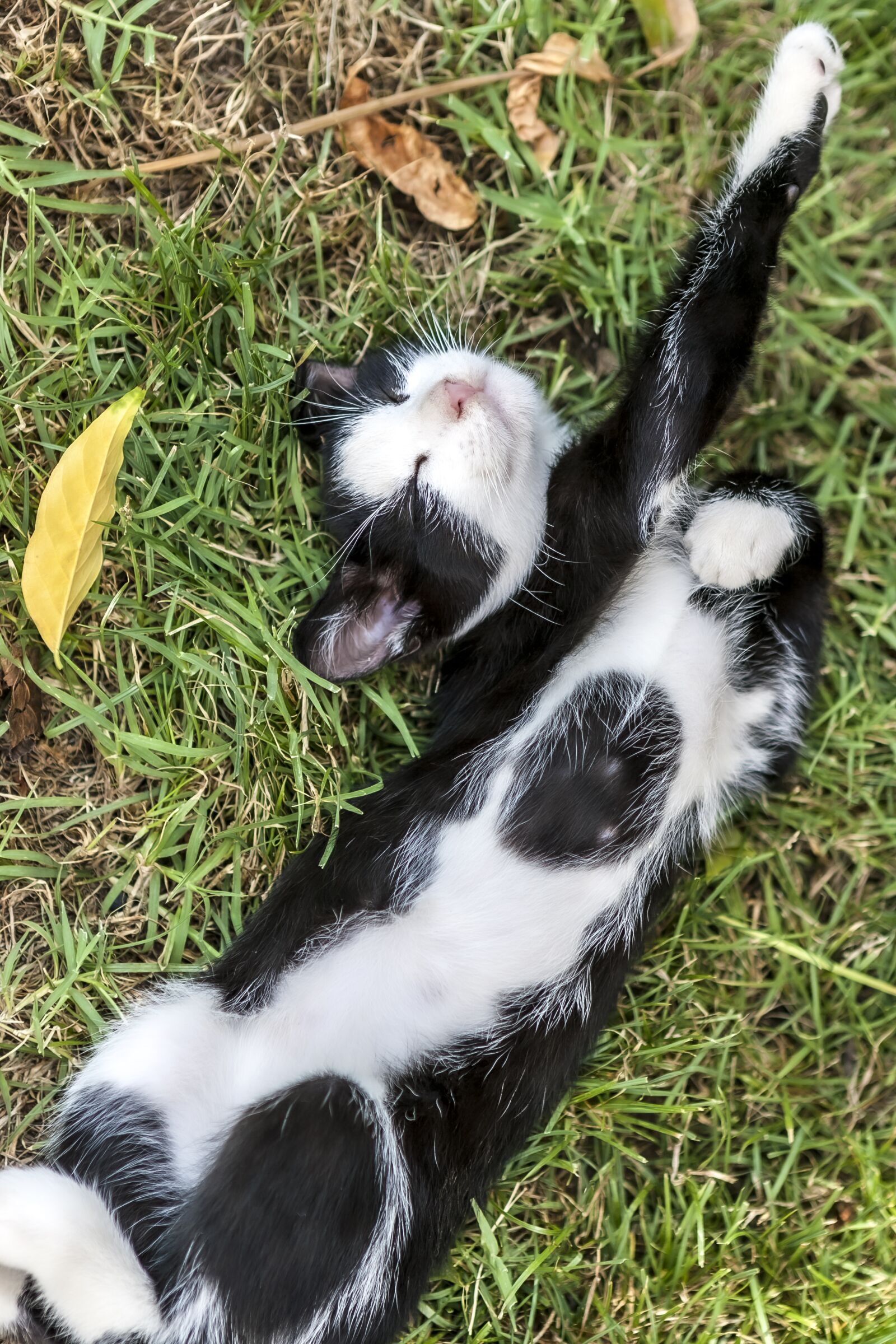 Canon EOS-1D Mark II sample photo. Cat, grass, animal photography
