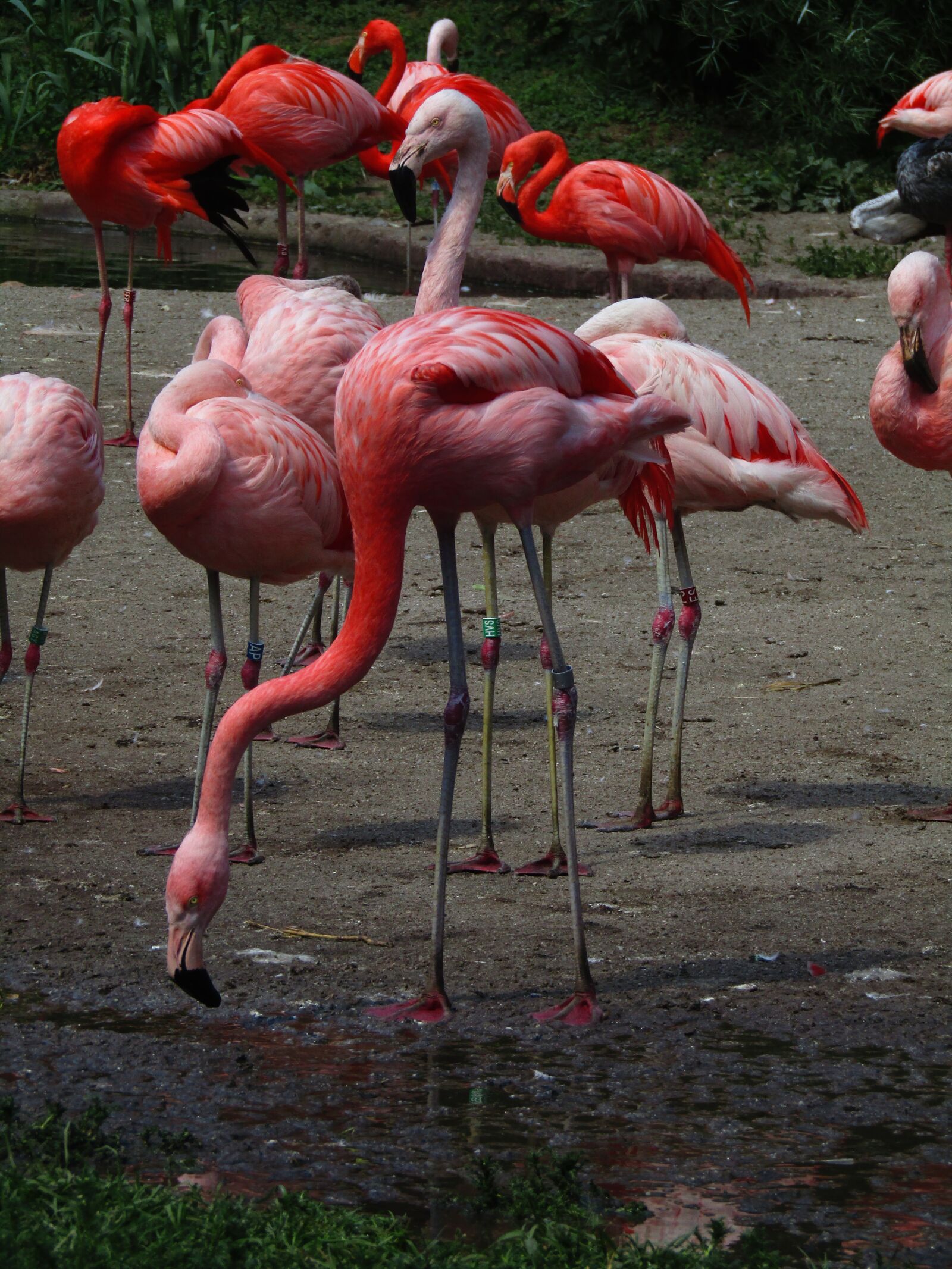 Canon PowerShot SX410 IS sample photo. Flamingo, pink, pink flamingo photography