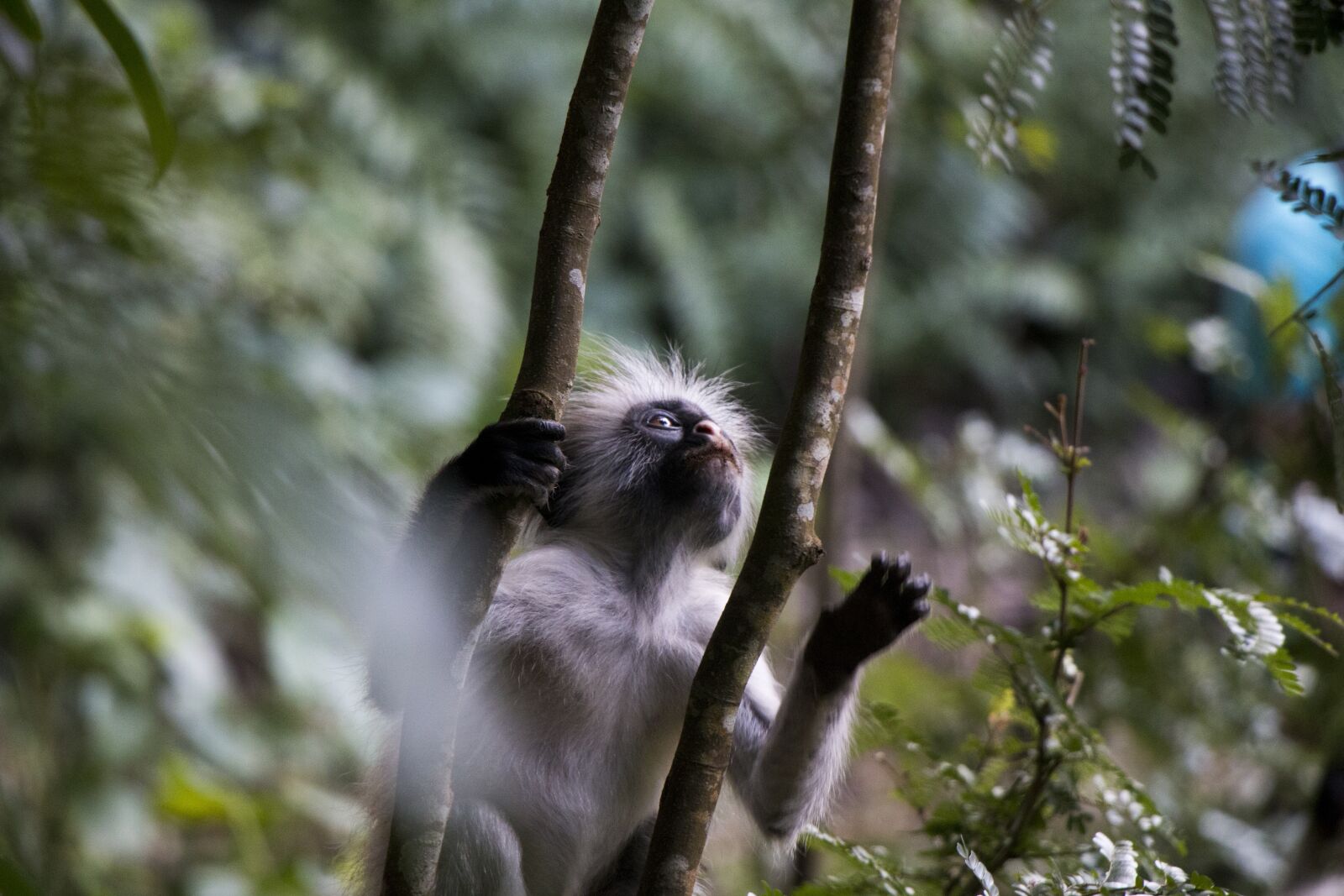 Canon EOS 70D sample photo. Monkey, nature, animals photography
