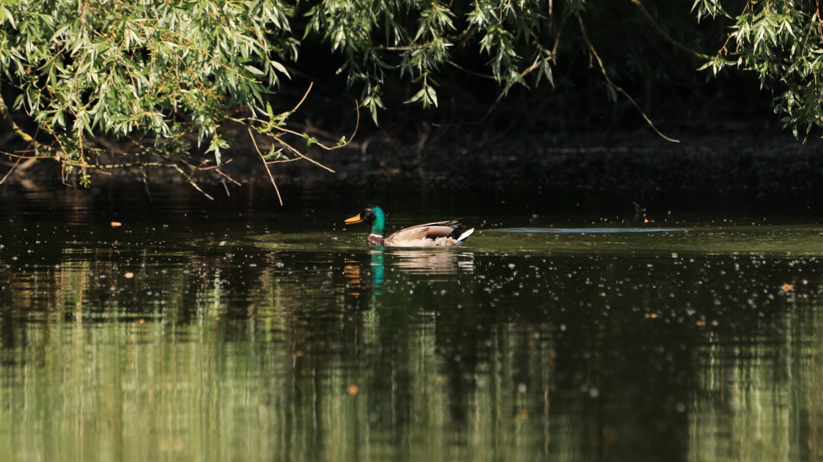 150-600mm F5-6.3 DG OS HSM | Contemporary 015 sample photo. Duck, swim, water bird photography