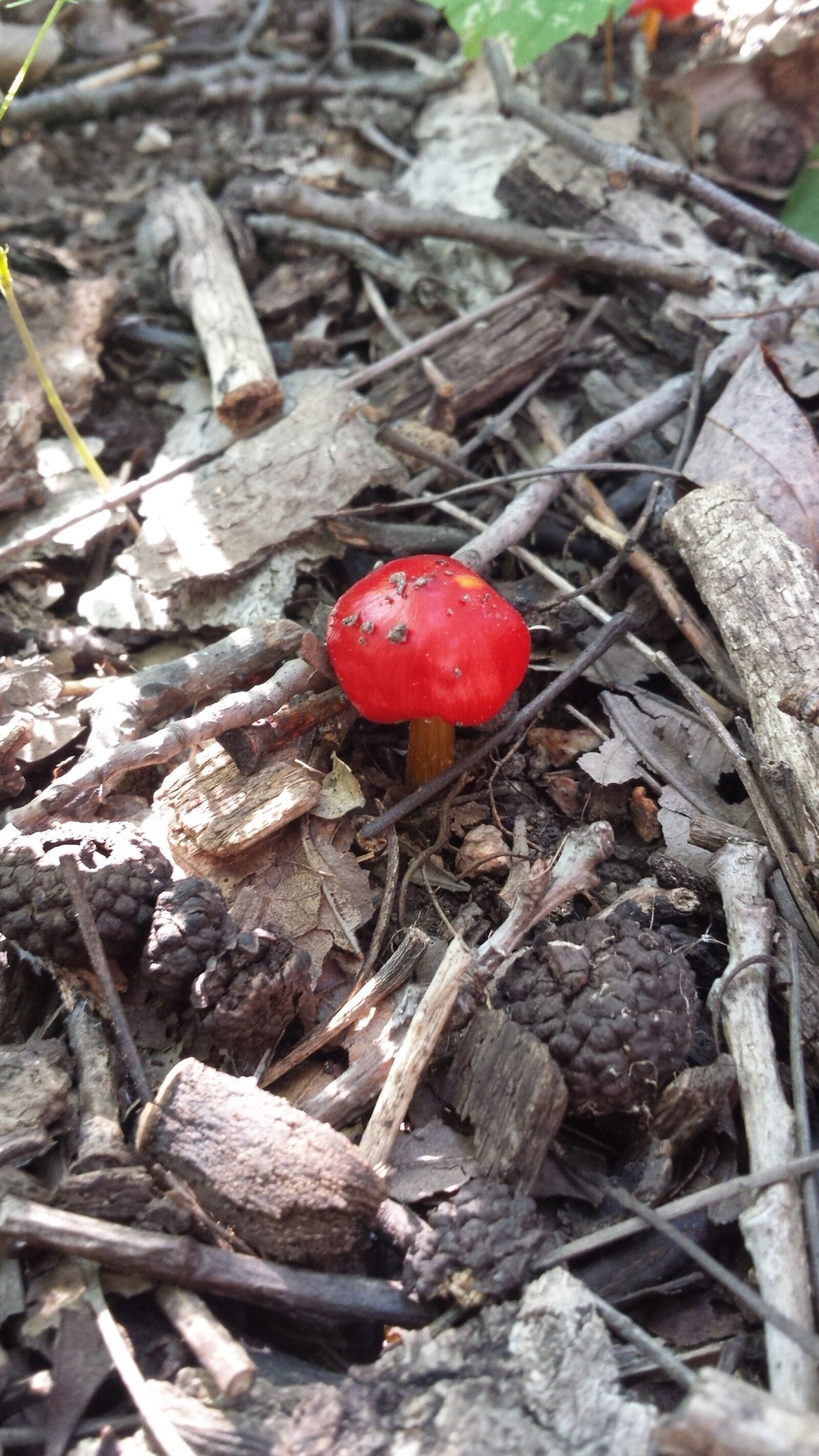 Samsung Galaxy S4 sample photo. Mushroom, red, nature photography