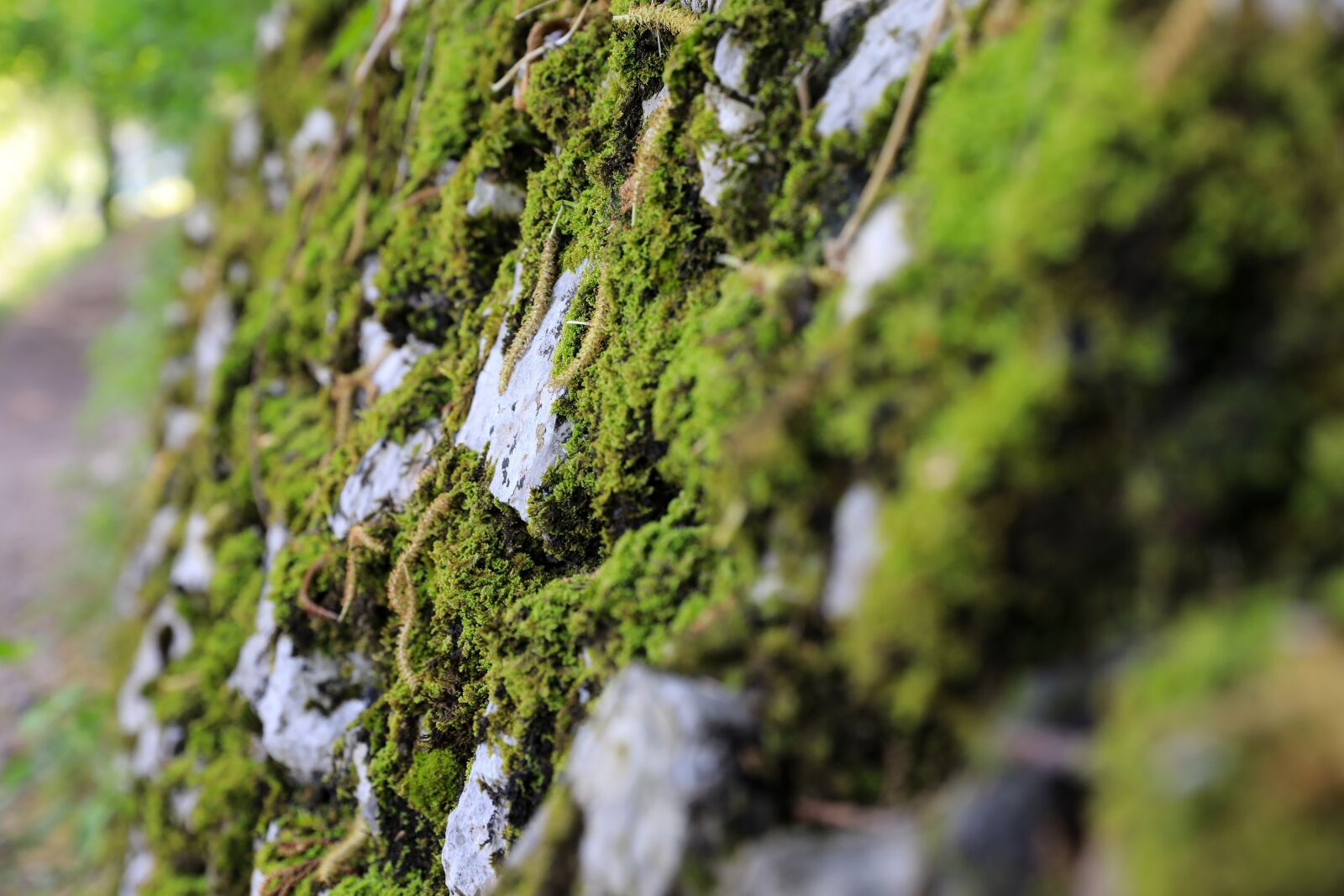 Canon EOS 5D Mark IV sample photo. Moss stone, moss rock photography