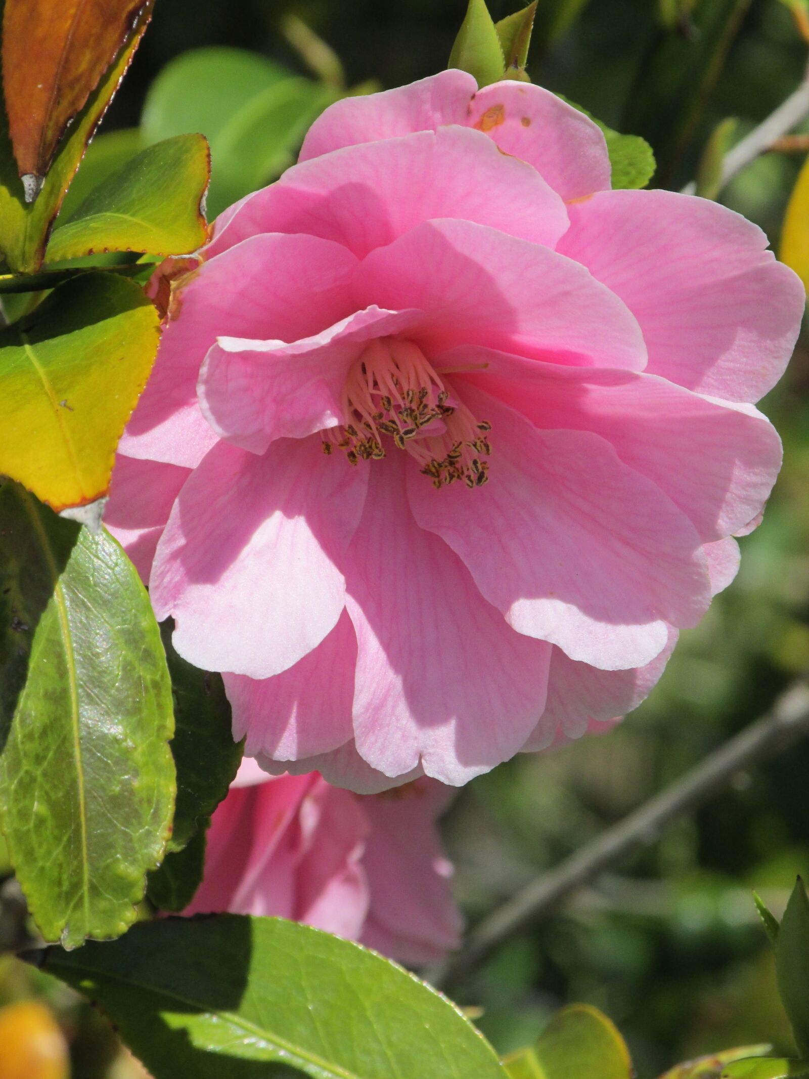 Canon PowerShot SX170 IS sample photo. Nature, flower, garden photography