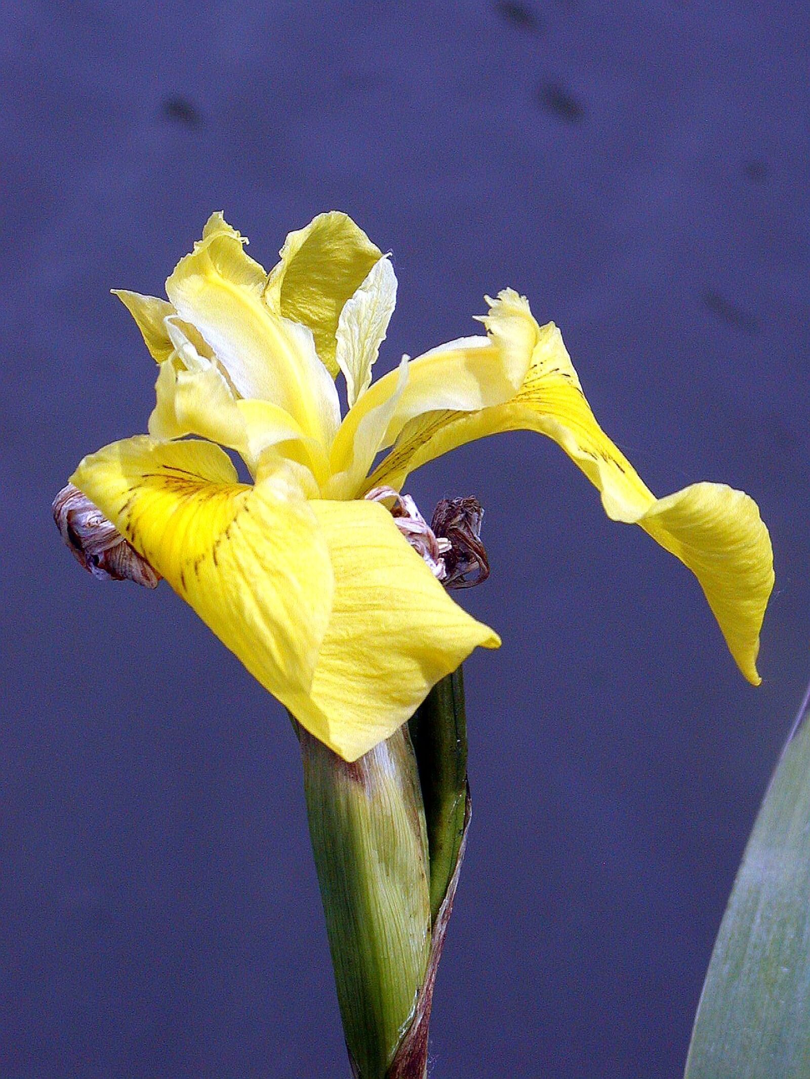 Olympus C700UZ sample photo. Iris water, yellow, pond photography
