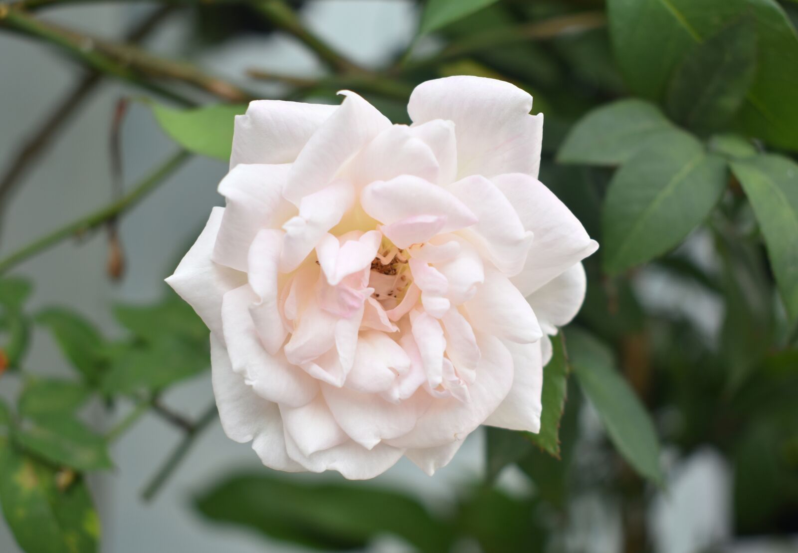 Nikon D3400 sample photo. White rose, rose, flower photography