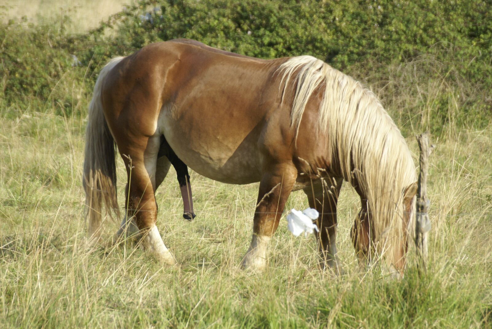 Sony Alpha DSLR-A100 sample photo. Horse, field, colt photography