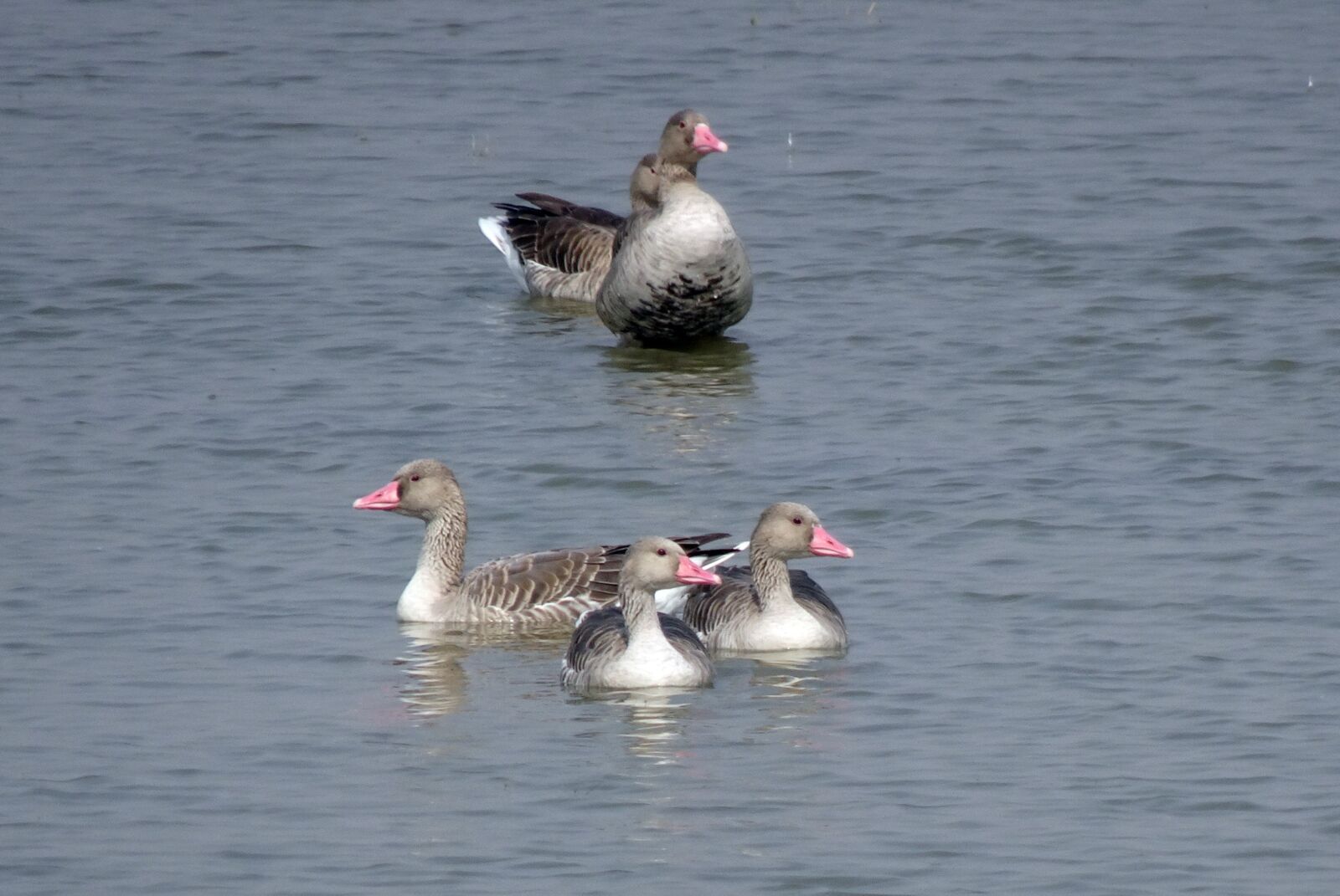 Sony Cyber-shot DSC-HX90V sample photo. Bird, goose, greylag goose photography