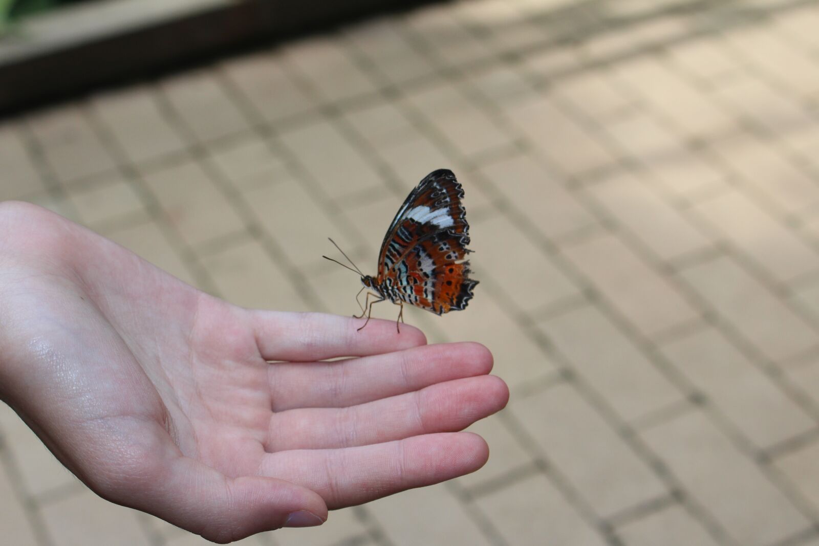 Canon EOS 700D (EOS Rebel T5i / EOS Kiss X7i) sample photo. Outdoors, nature, summer photography