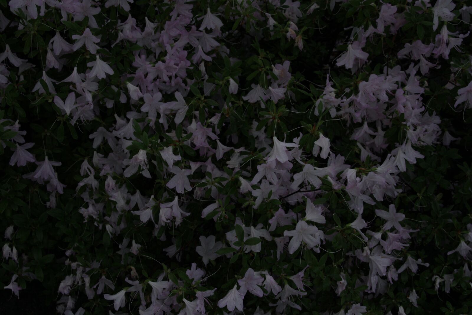 Canon EOS 7D sample photo. Azalea, quiet, rainy photography